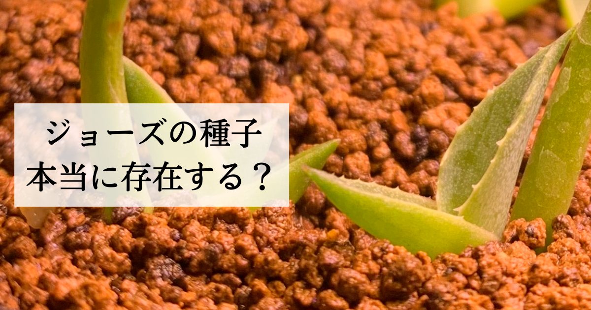 アガべジェントリージョーズの種子って本当に存在する？