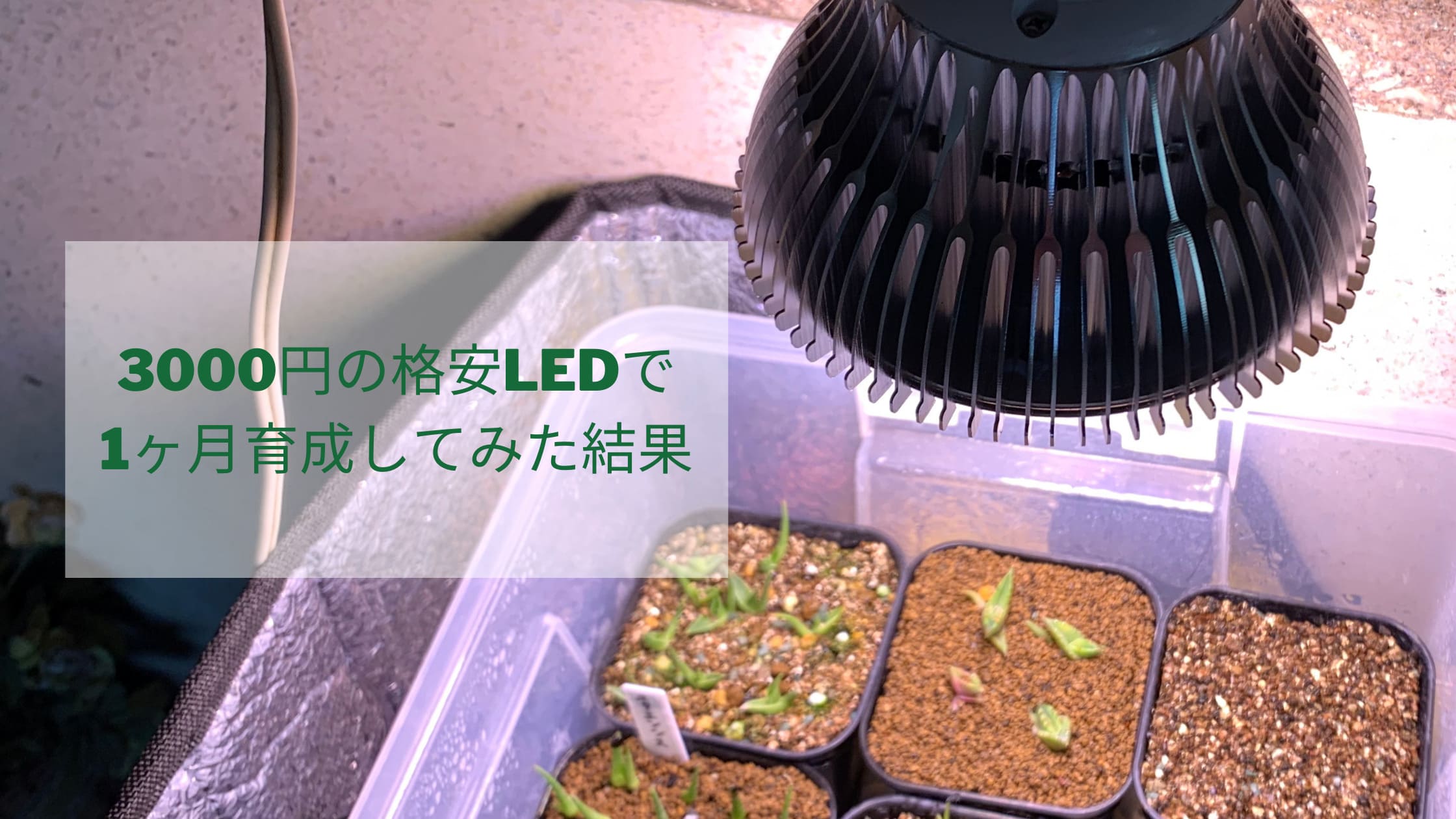 3000円の格安植物用LEDライトで、実生アガベを1ヶ月半育成してみた【Morsen LED】
