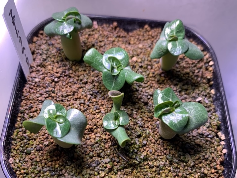 アデニウムDHA（ドーセットホーン）実生記録、発芽温度や発芽日数