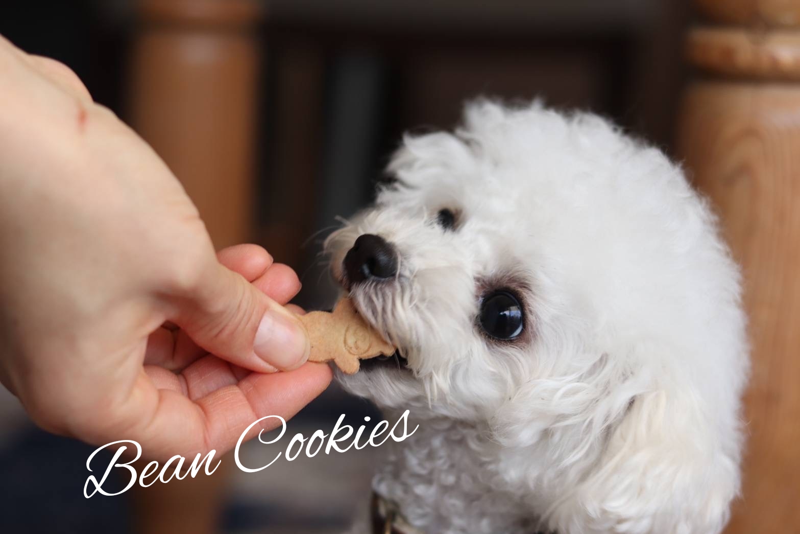 犬のお菓子のお話