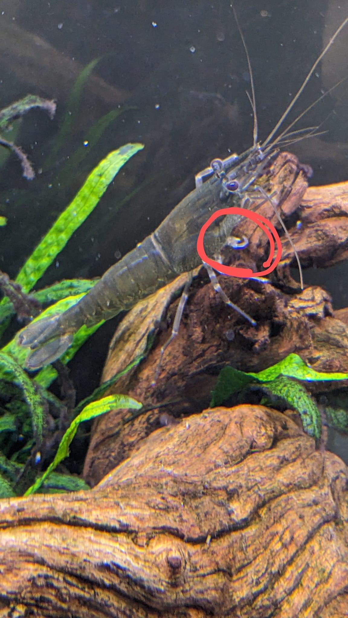 なかなかに不思議な光景です🦐💓