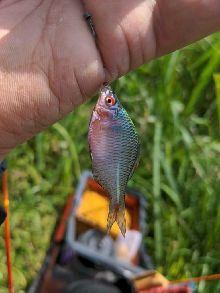 埼玉方面でタナゴ釣り