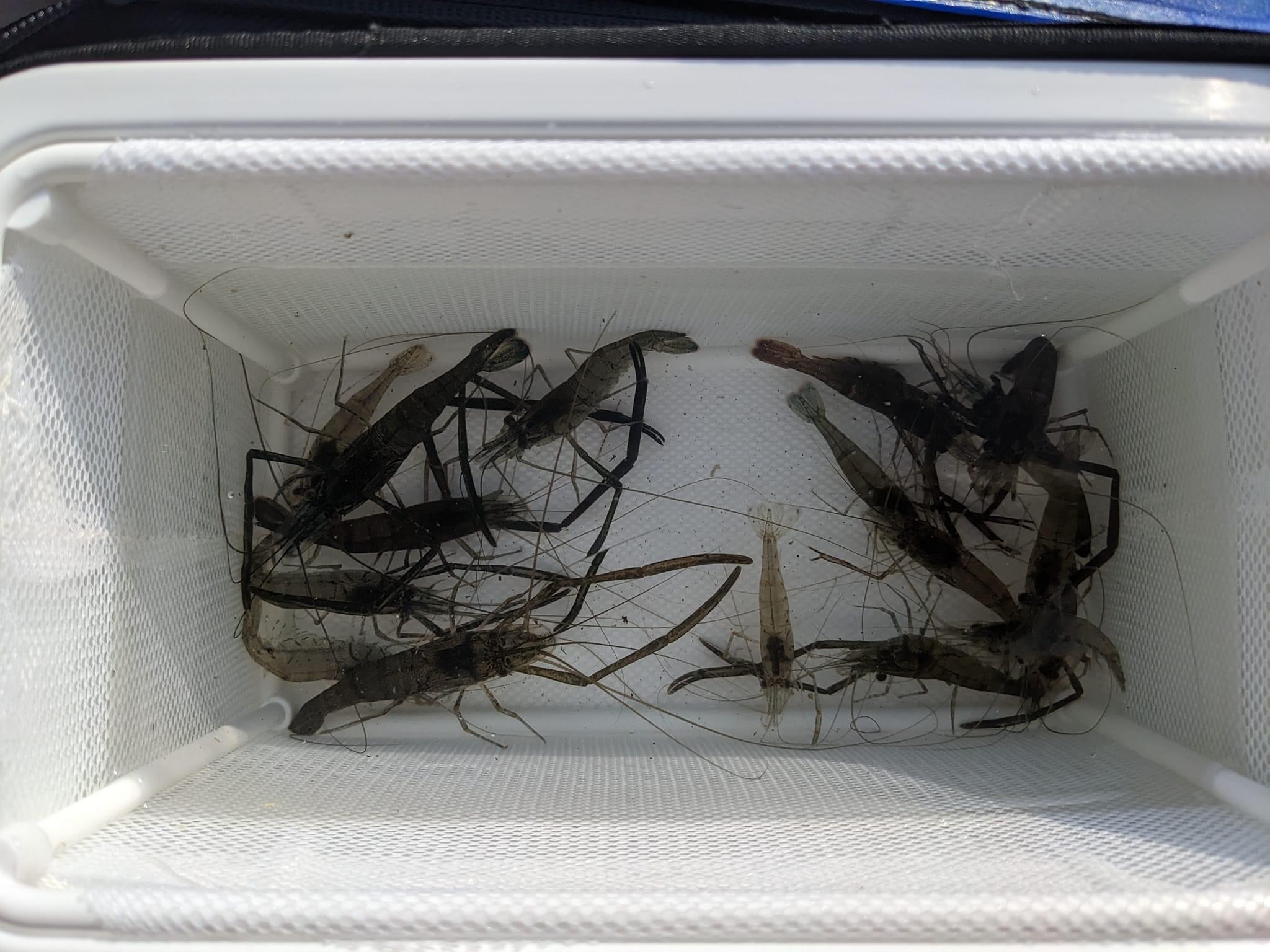今日のテナガエビ🦐