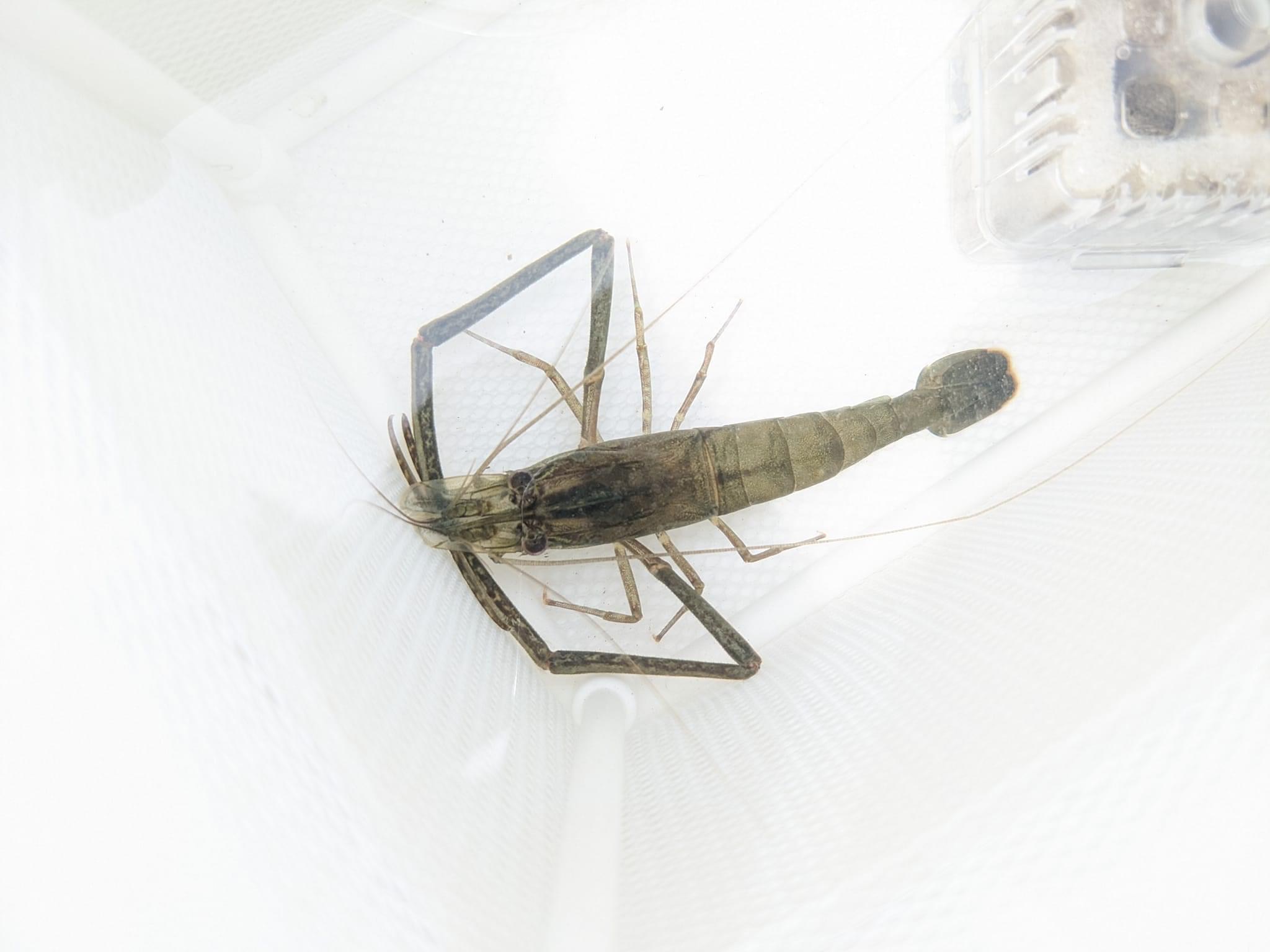 テナガエビの「腕」