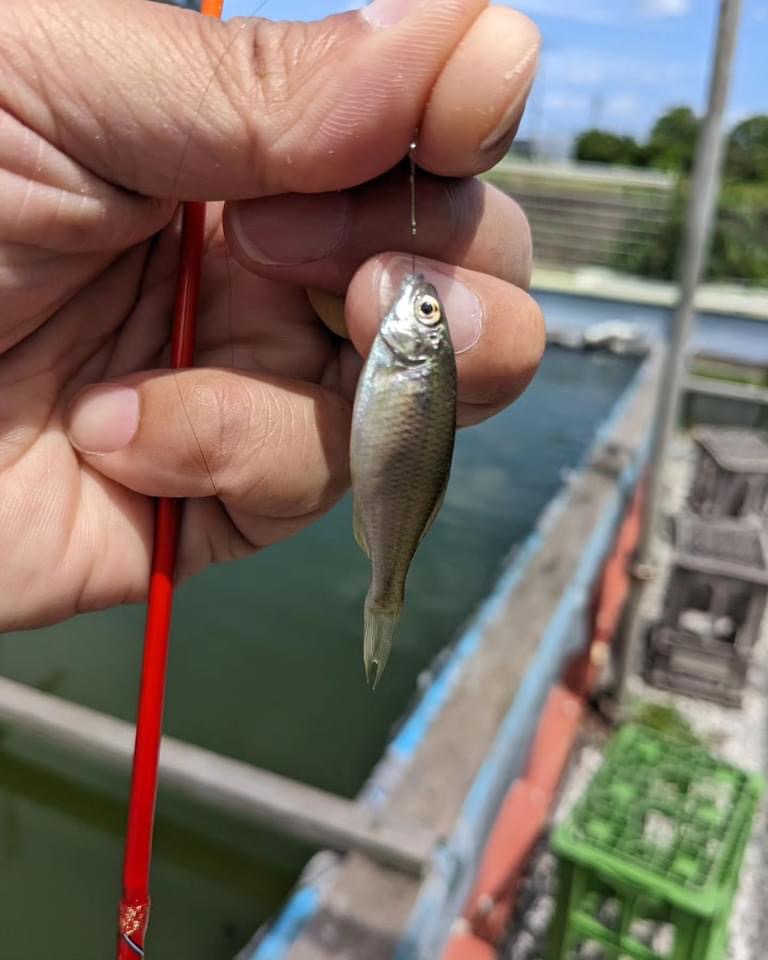 色んなタナゴが釣れて楽しい(≧∇≦)