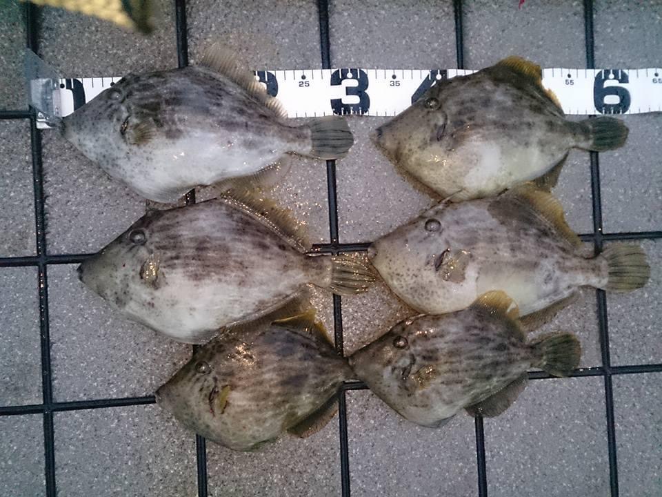 尺を選んで釣る釣り