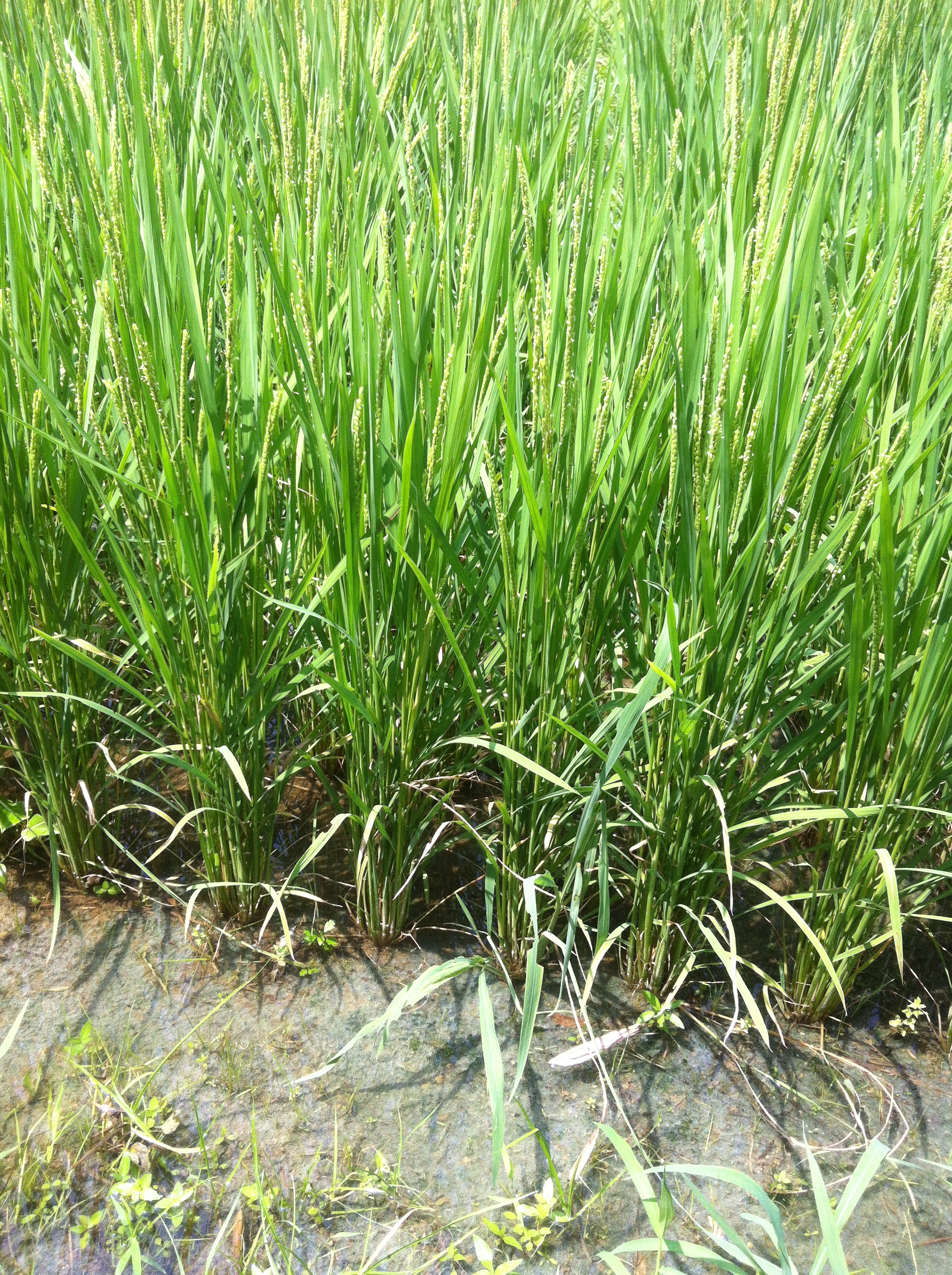 2016年　米作り　7月～9月