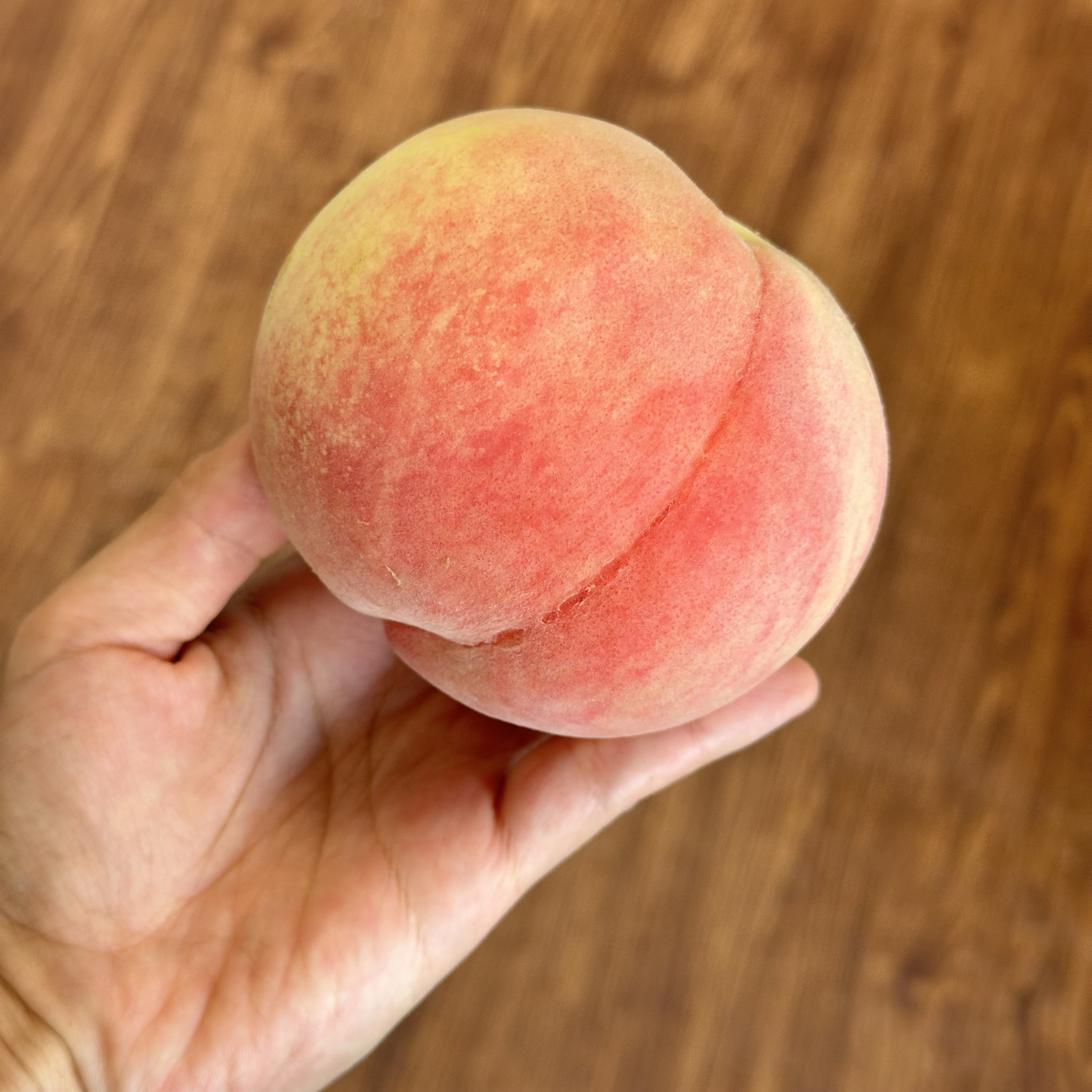 あかつき販売〜8/9(土)まで
