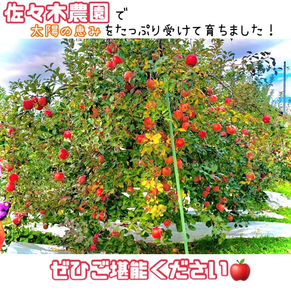 おかげさまでりんご販売順調です！