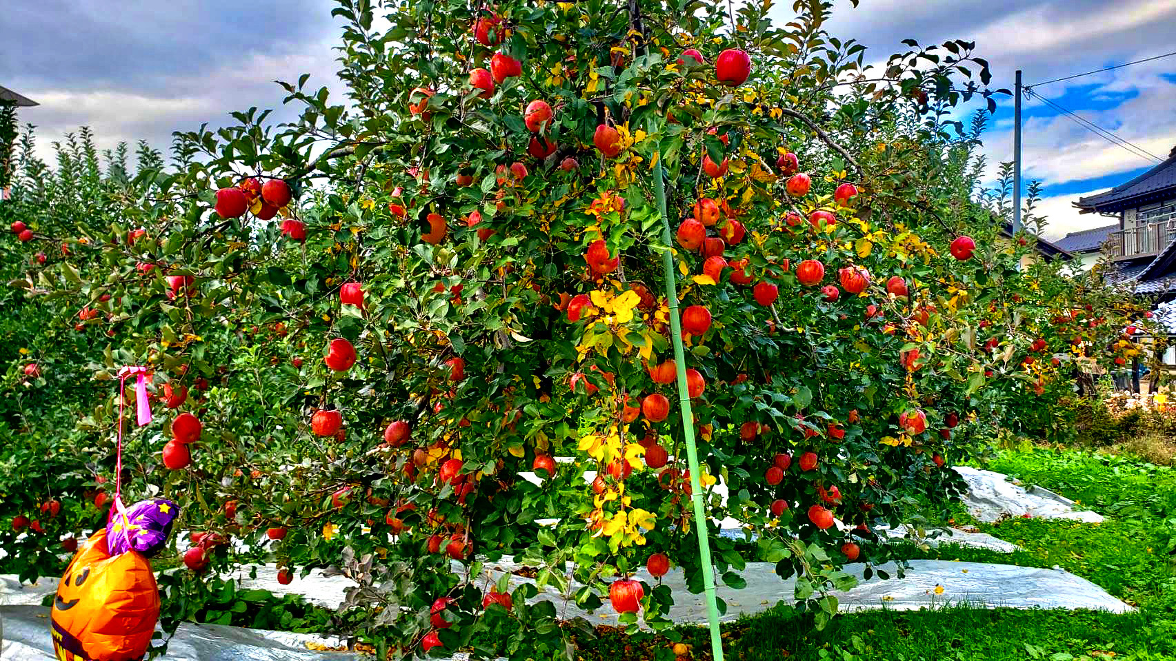 りんごは医者いらず！！！健康第一！！🍎