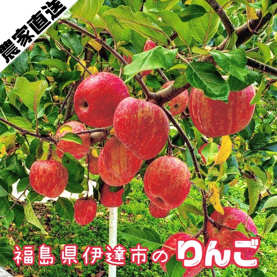 福島りんごと青森りんご！