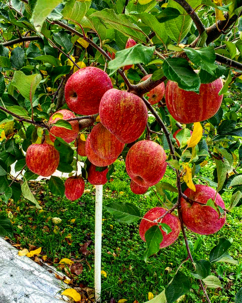 りんごの蜜ってなに？？