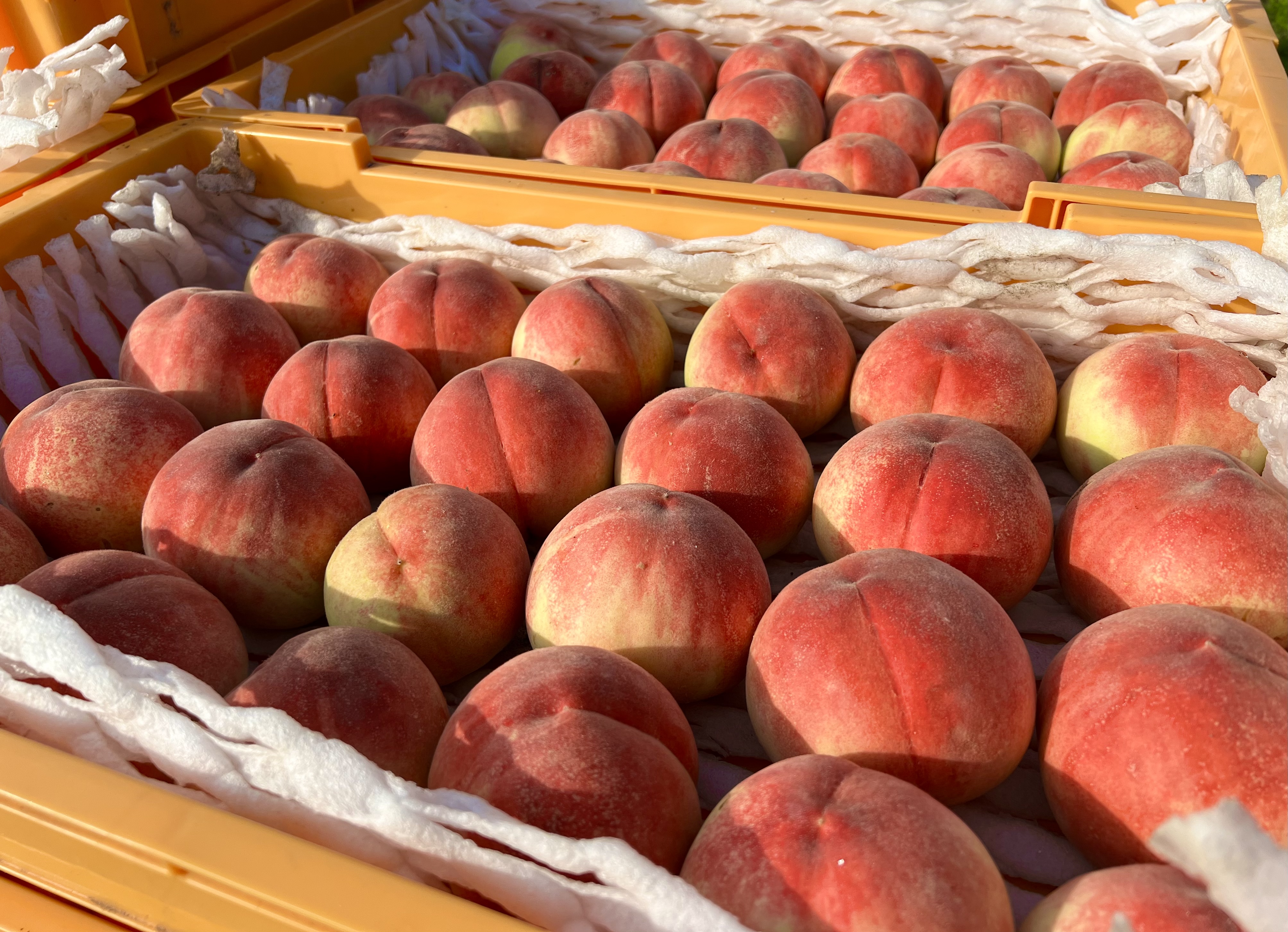 ふくしまの桃も販売しております！