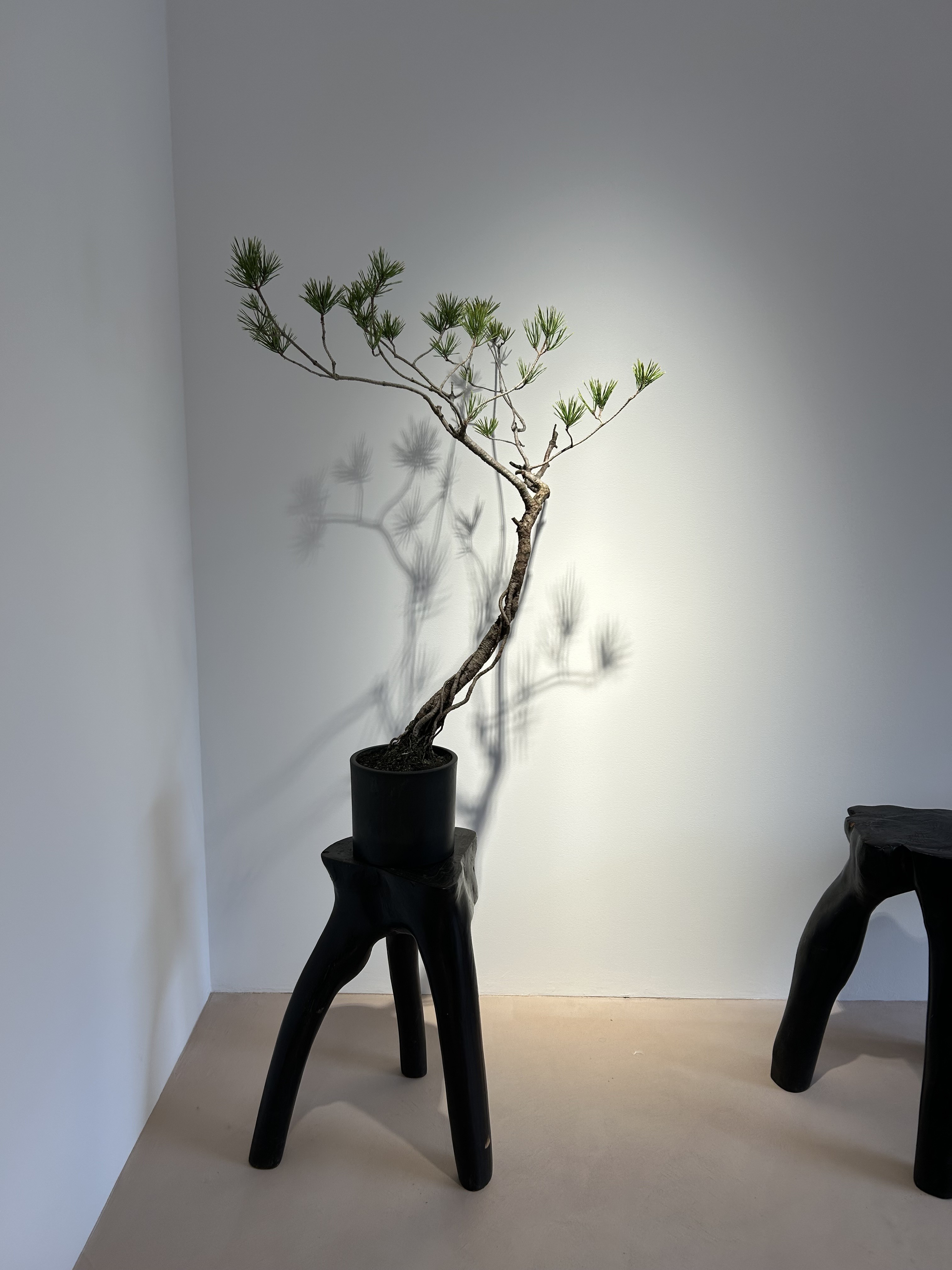 １２月６日 名古屋・豊田でのセラピー、１３:３０～／１６:００～の枠に空きが出ました。