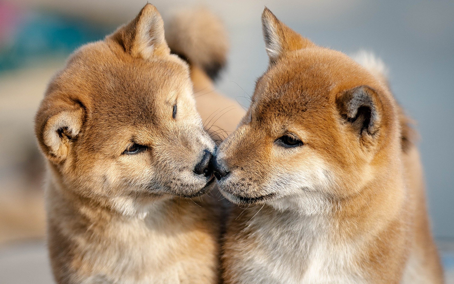 言葉を手放したところに、ほんとうの声がある