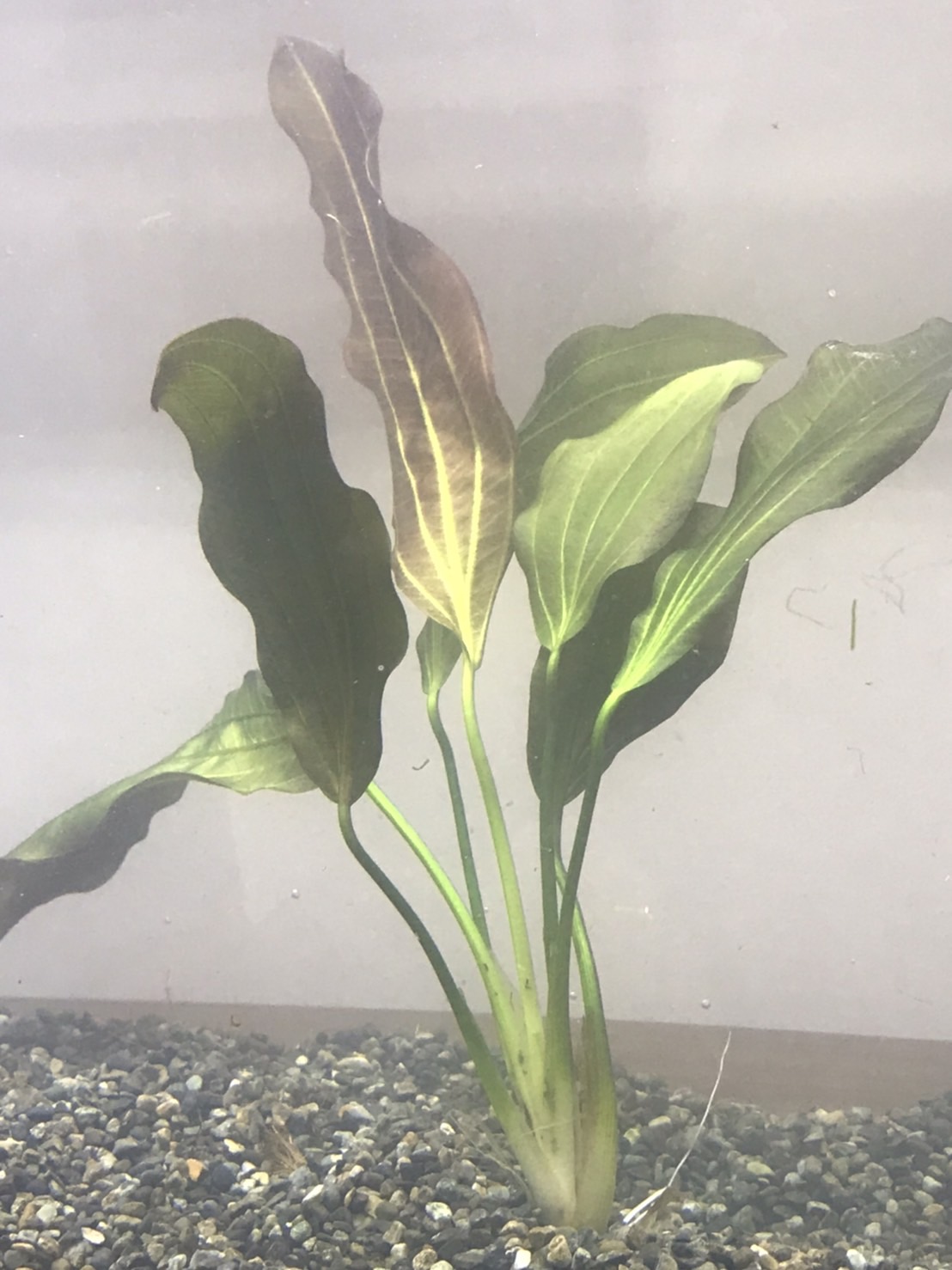 水草販売