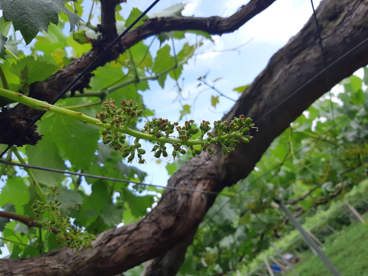 蒲萄の花