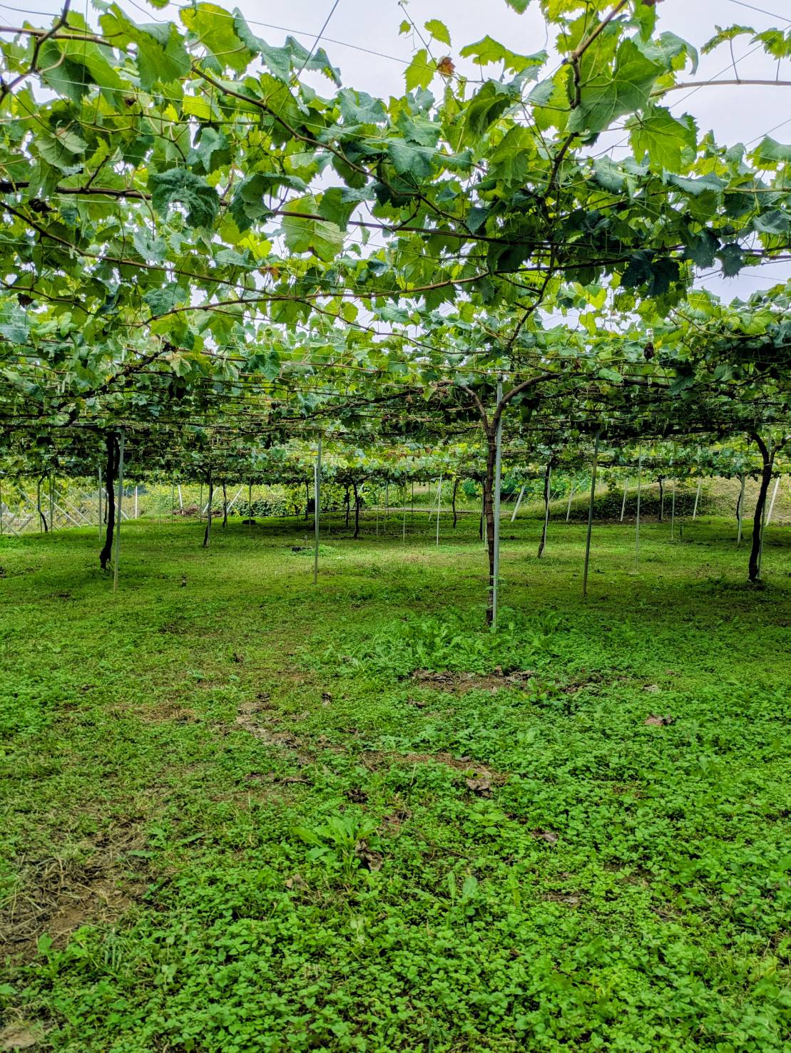 ☆シャインマスカットの販売終了について☆
