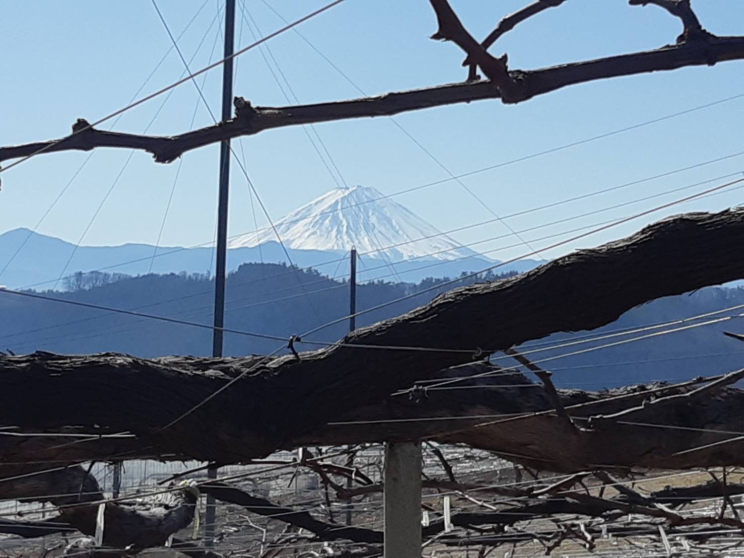 今日も富士山がきれいに見れます。