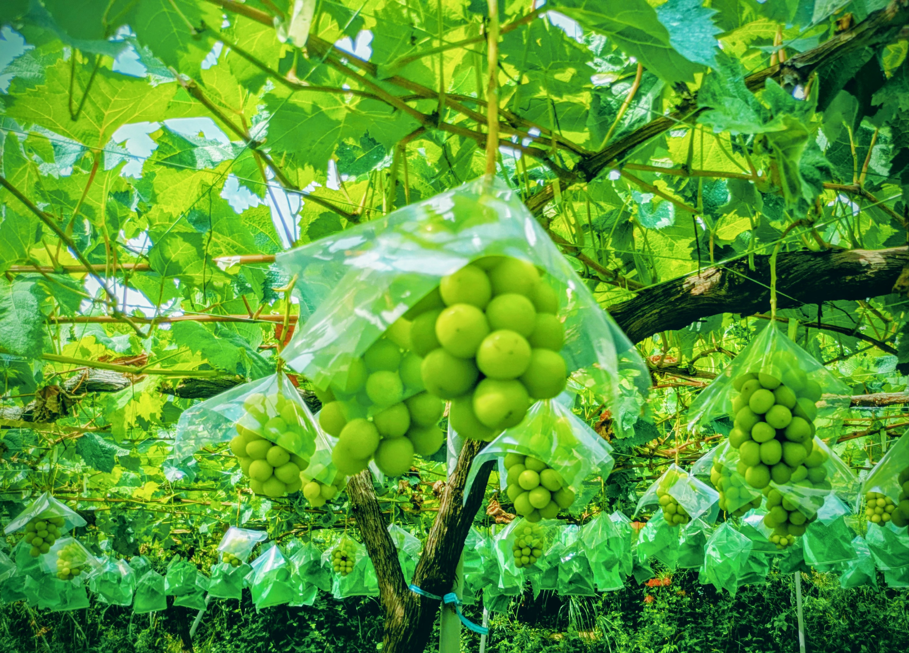 シャインマスカットの袋外しが始まりました。