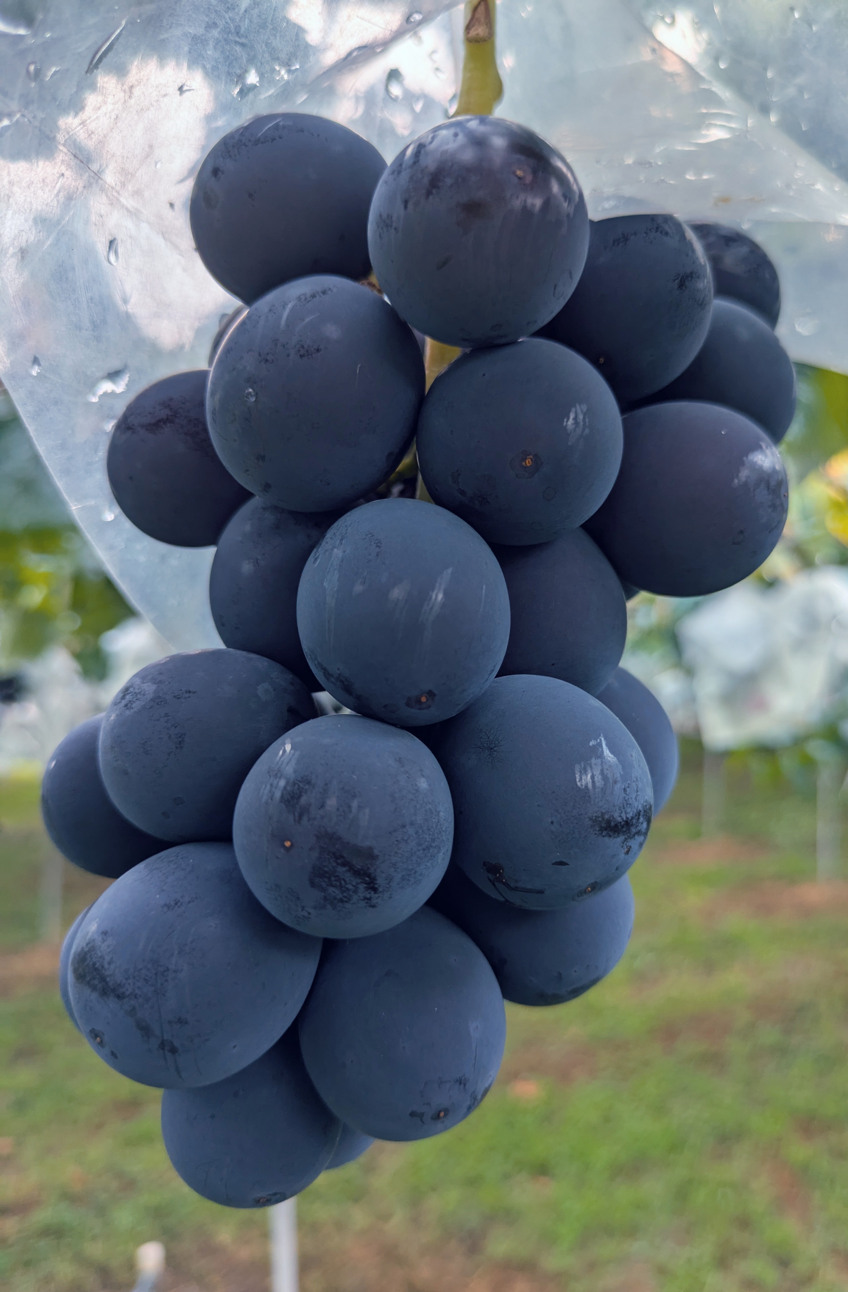 出荷状況について☆[8/8〜10亅受付の方の出荷準備に入りました。