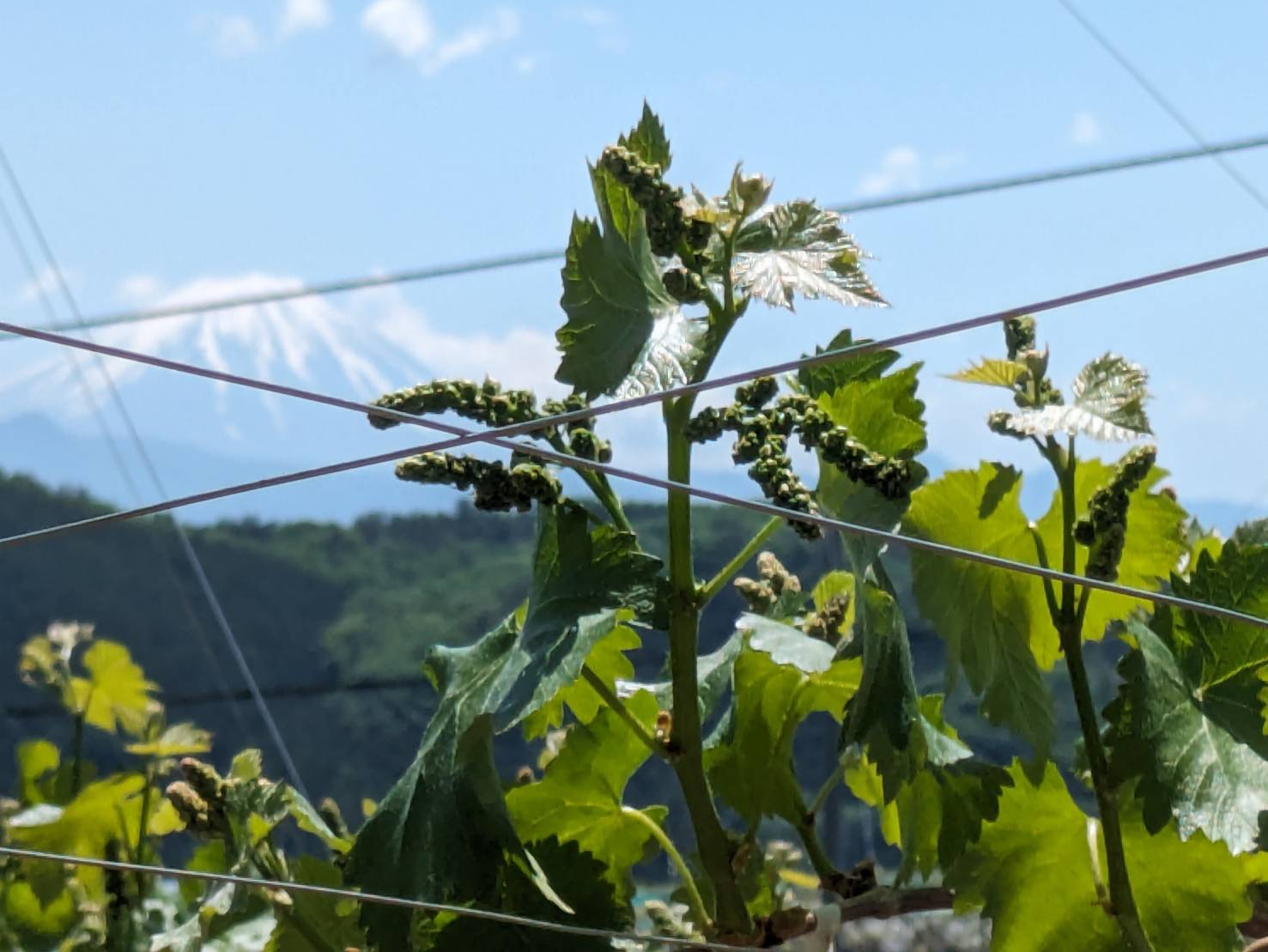 富士山を背景に