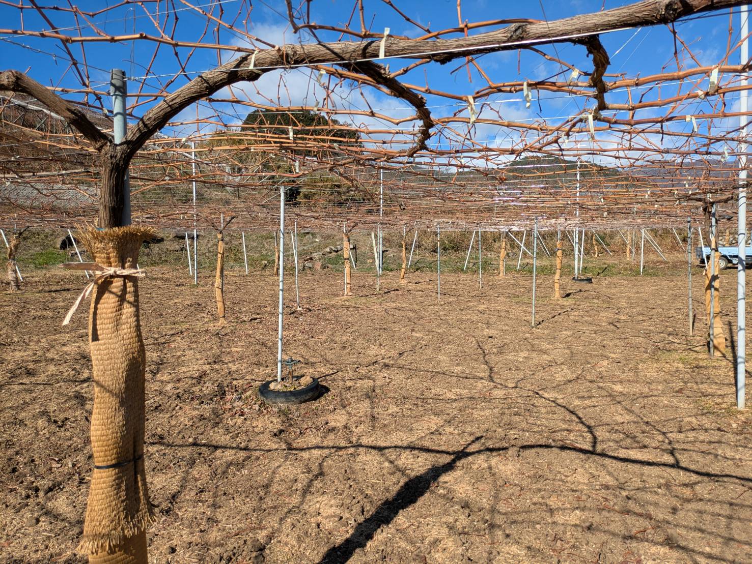 「はんころ」の発送が終了しました。