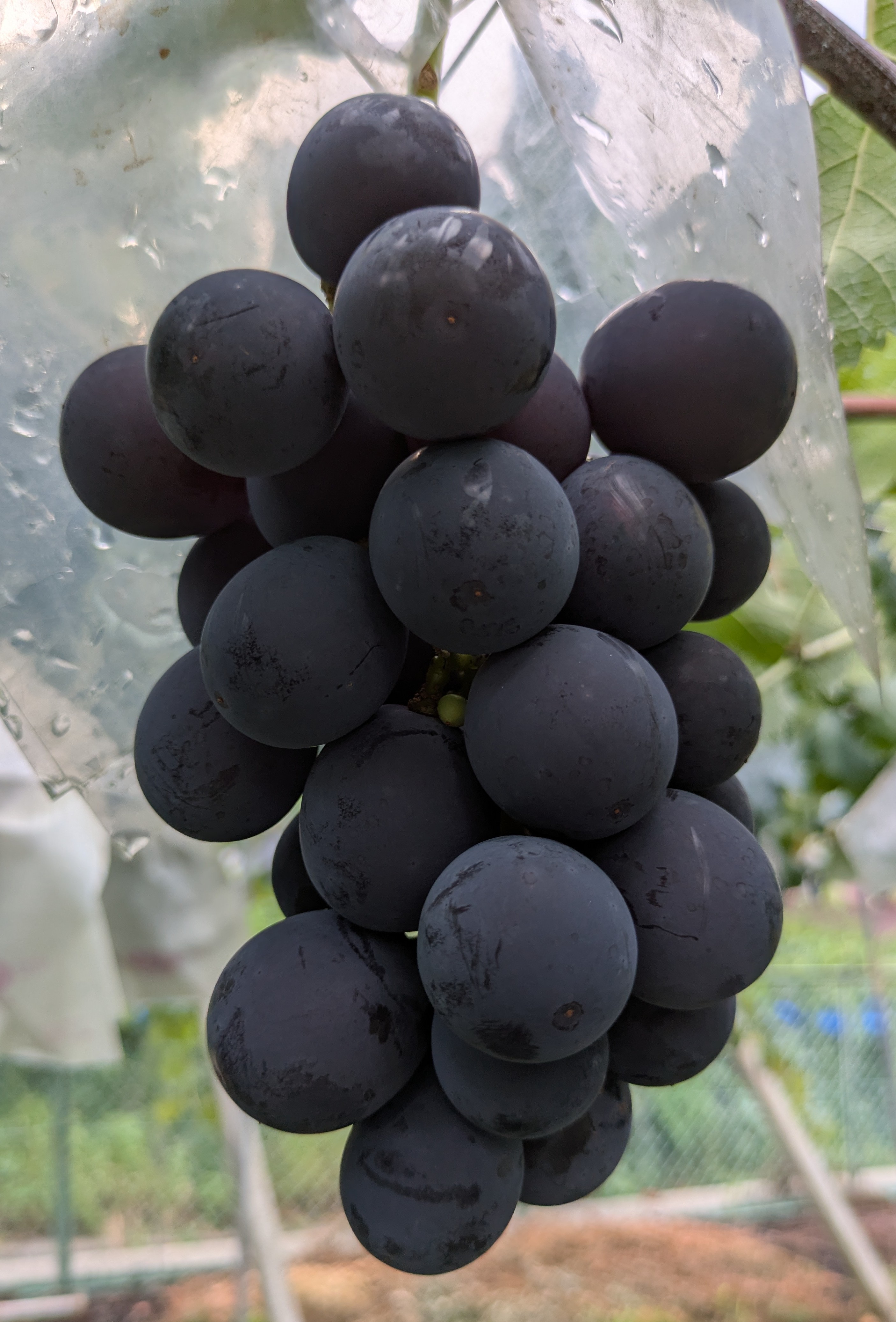 ☆出荷状況について☆「8/10〜13』受付の方の出荷準備に入りました。