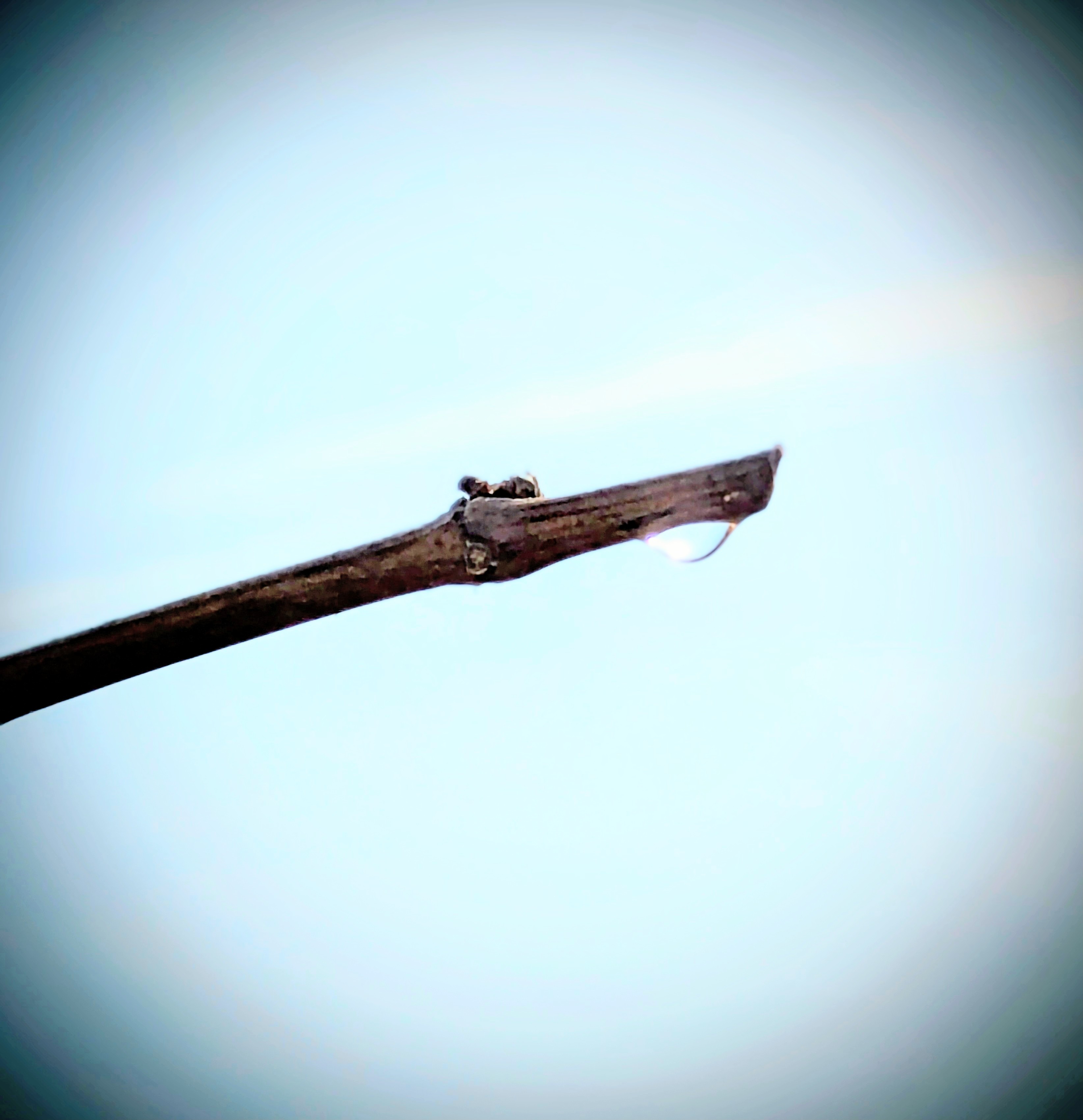 ブドウの水揚げ