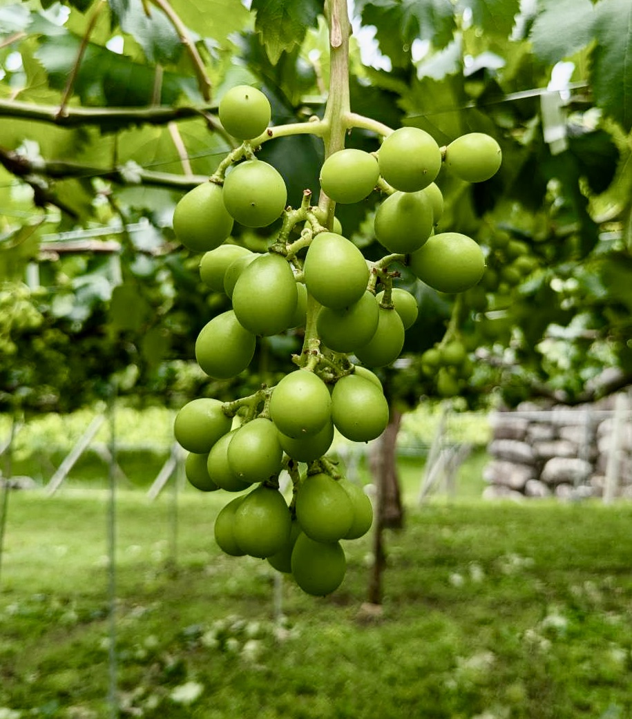 摘粒。