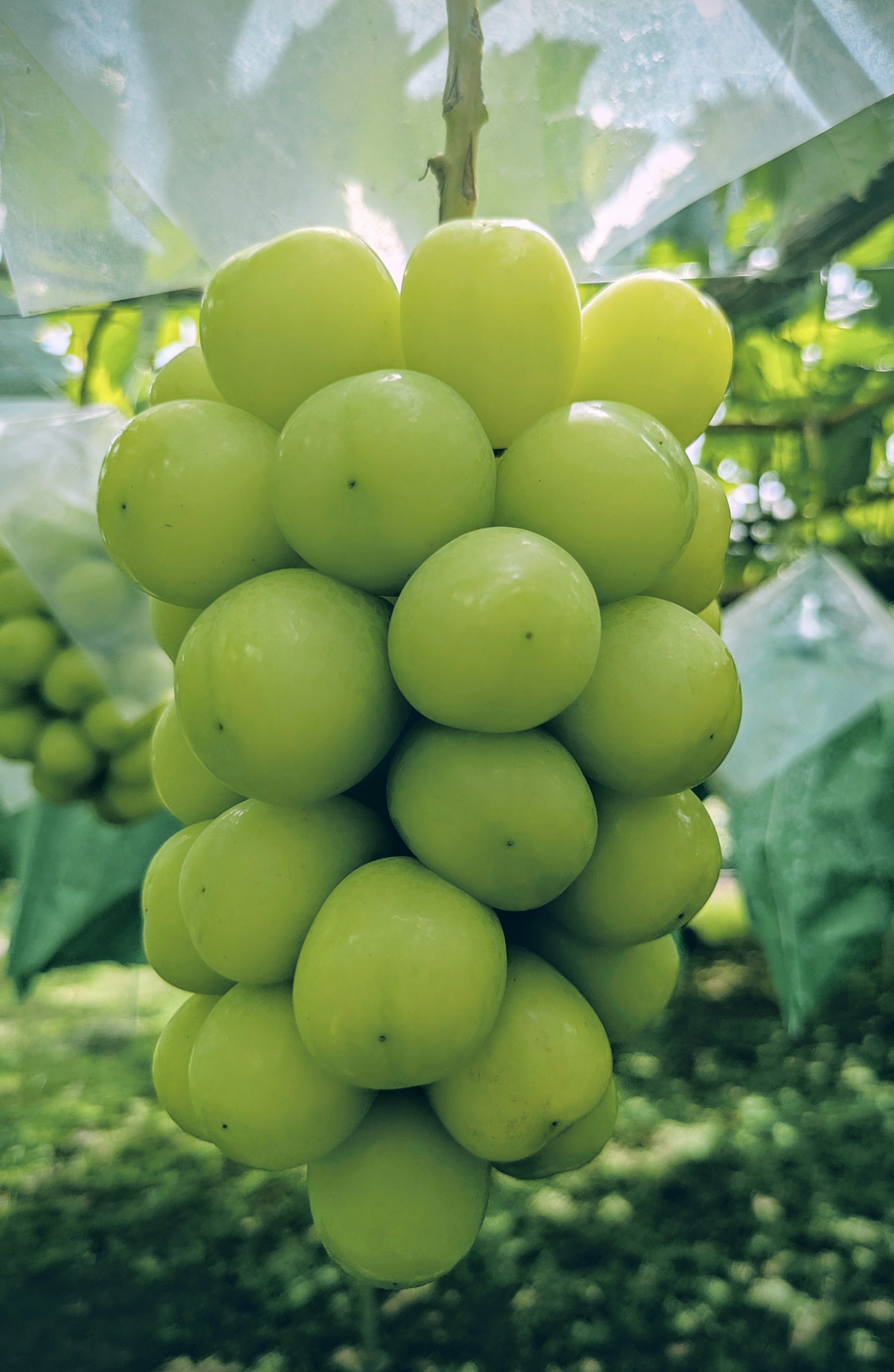 ☆シャインマスカットの発送について☆