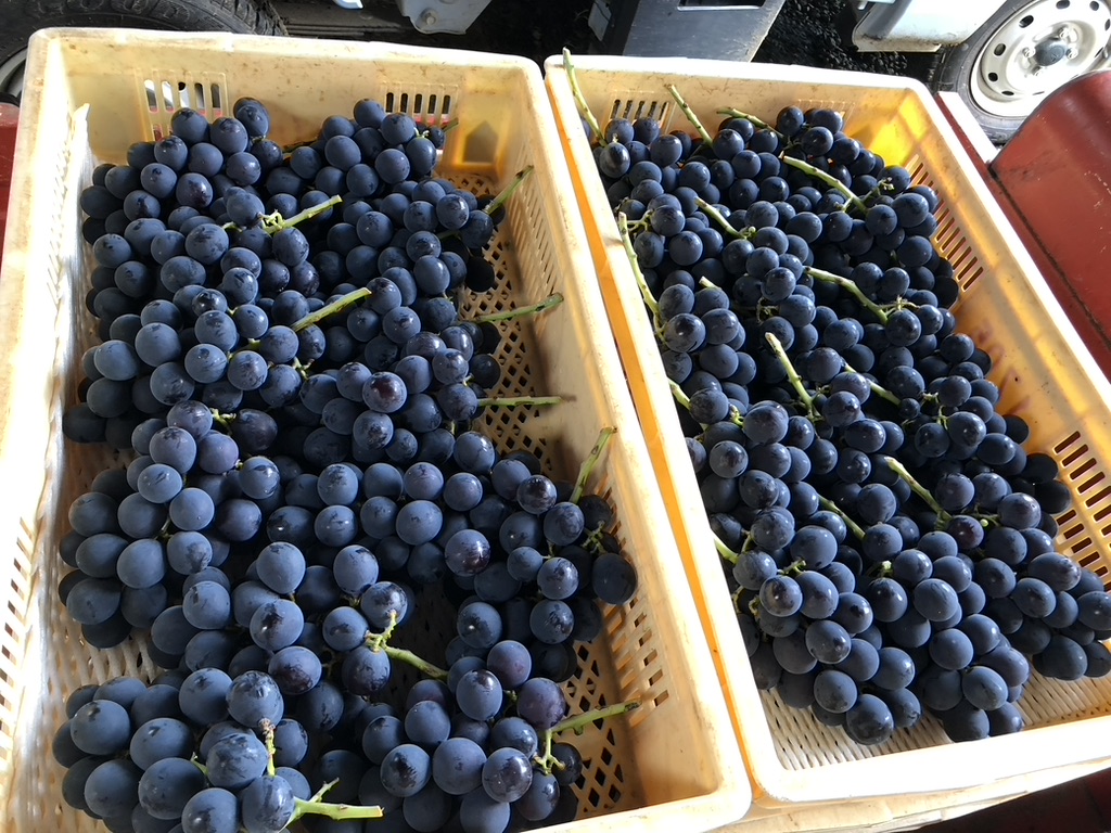 ◆数量限定販売です◆種あり巨峰の追加販売を開始しました。