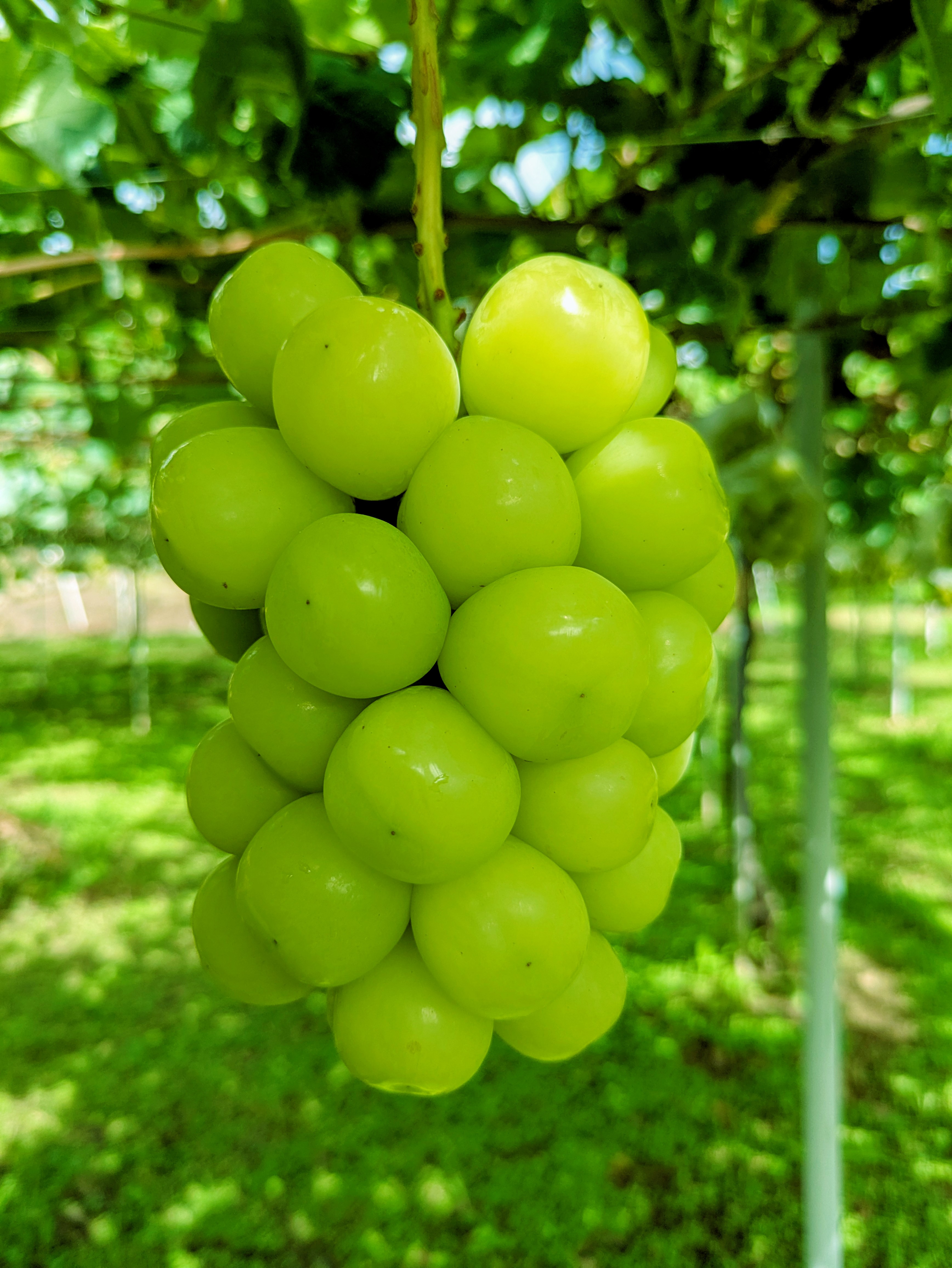 ☆シャインマスカットの発送について☆