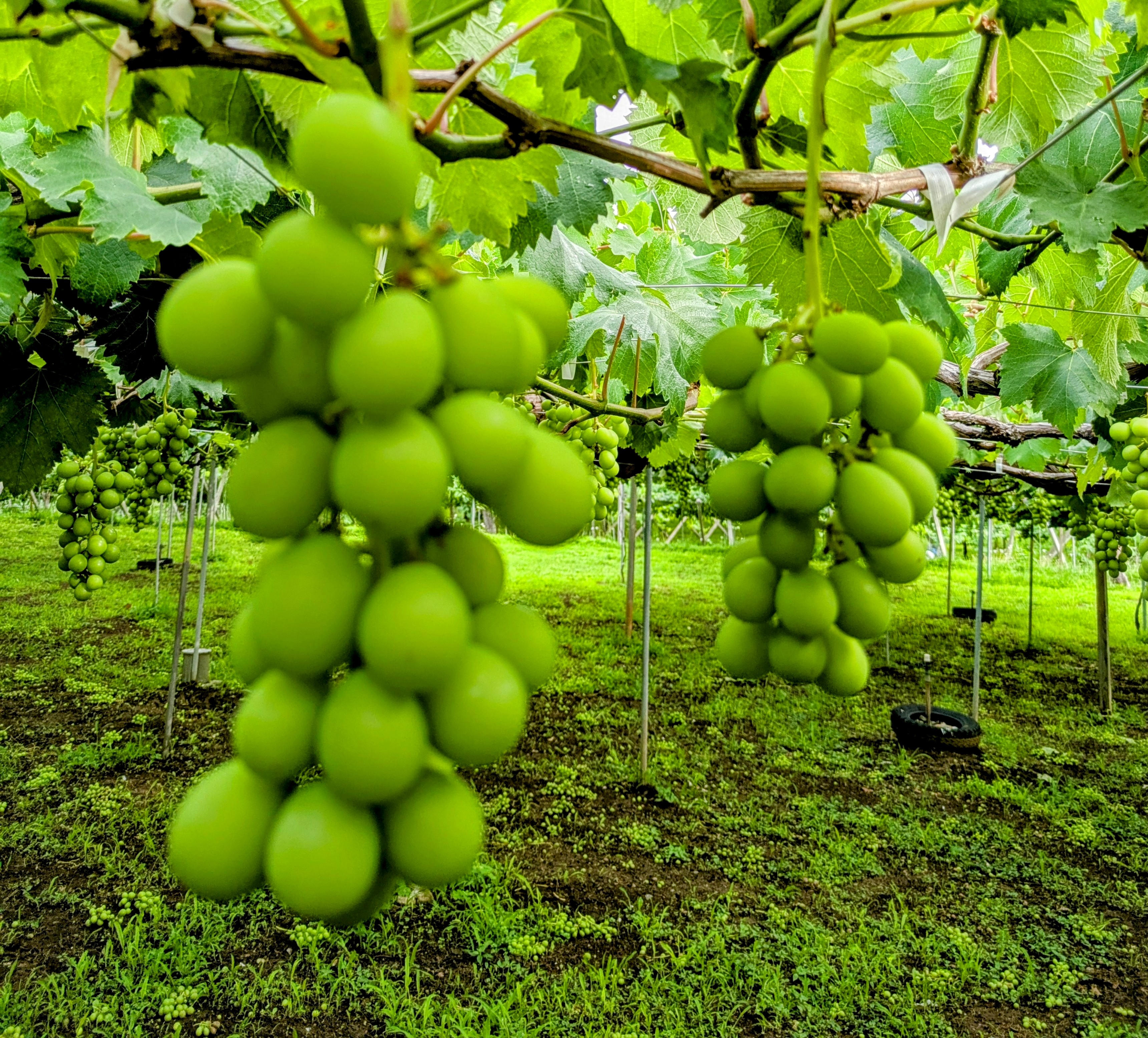巨峰の摘粒と袋掛け