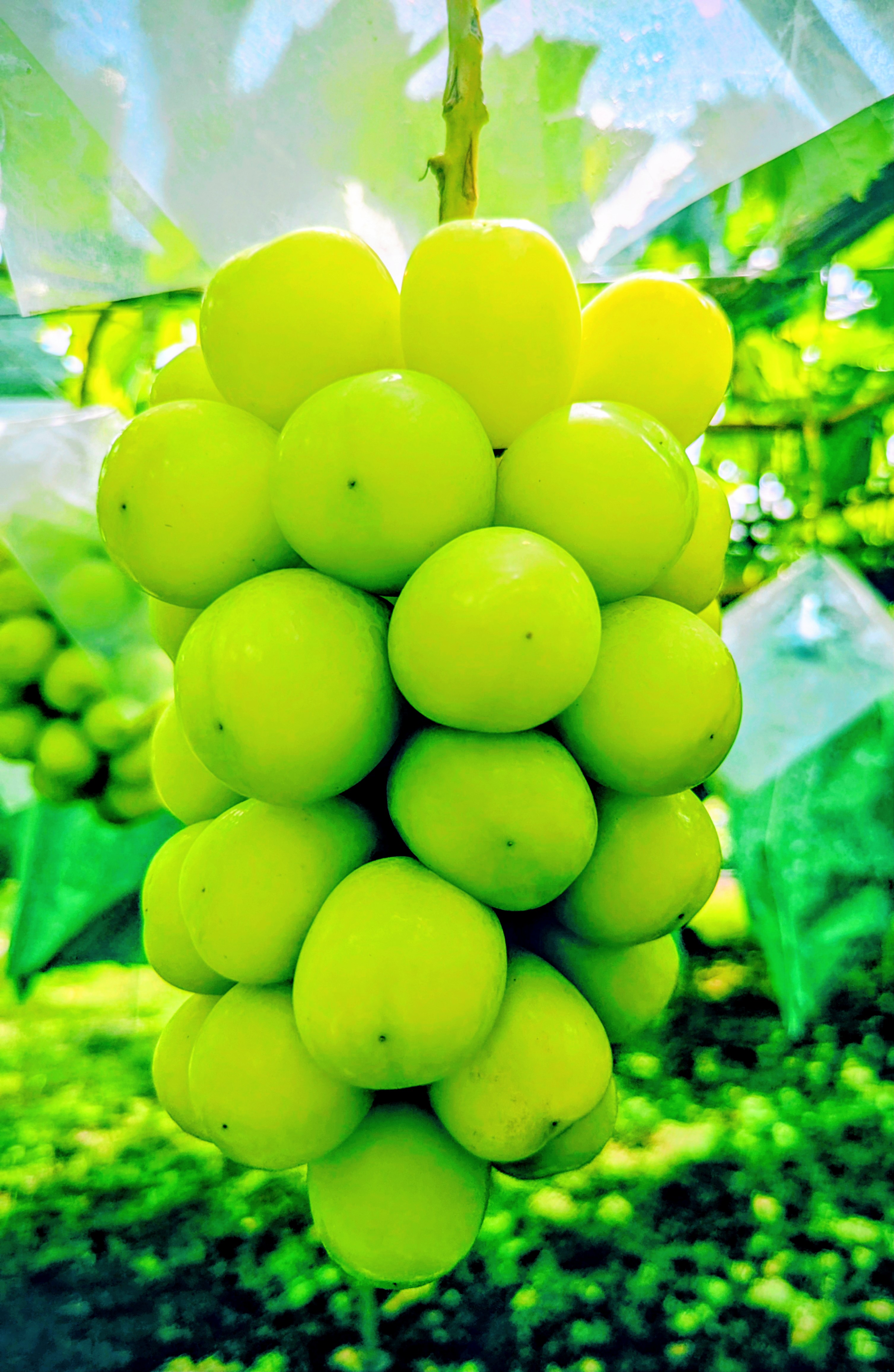 ☆シャインマスカットの発送について☆