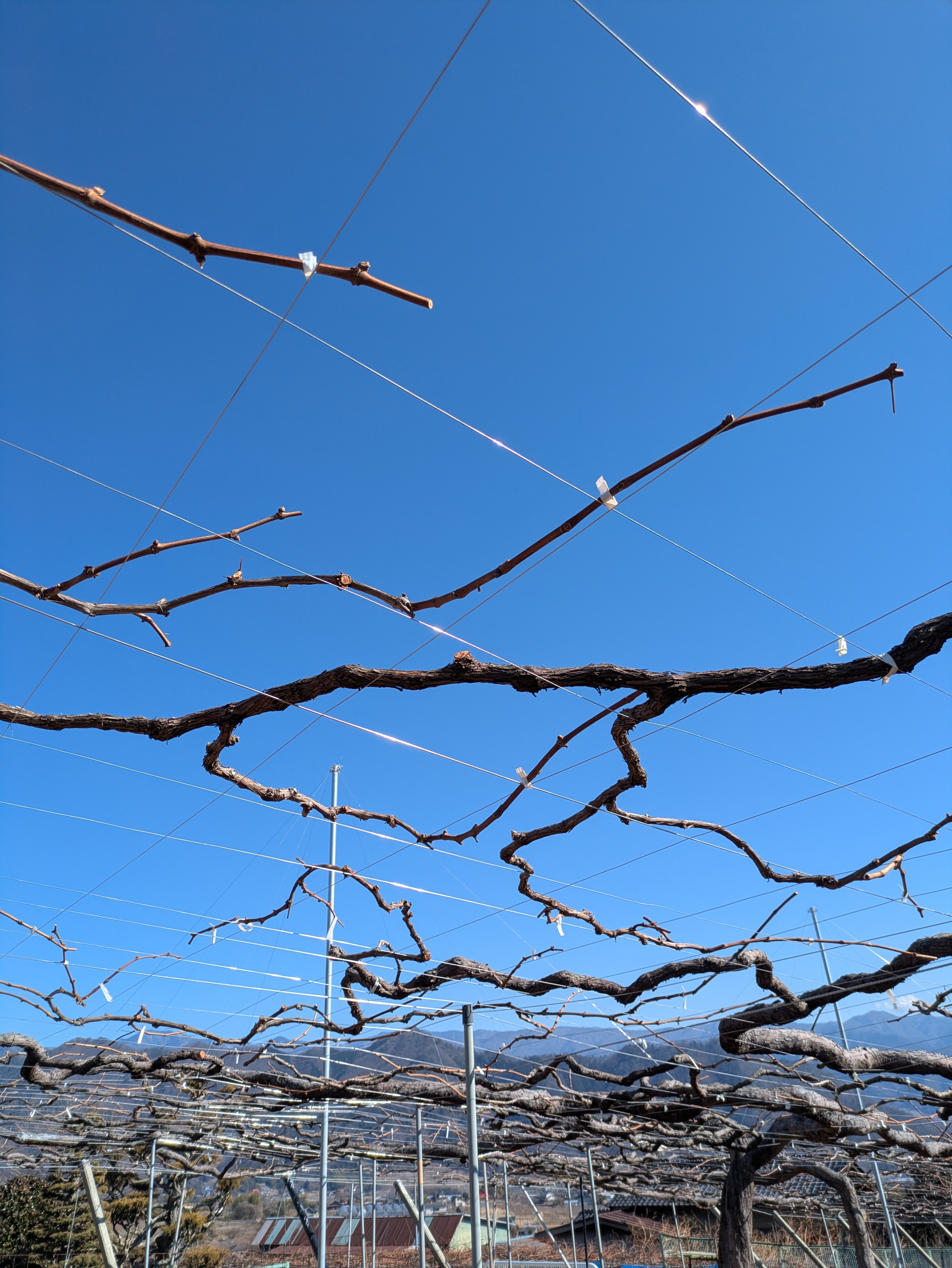 ぶどうの枝の誘引