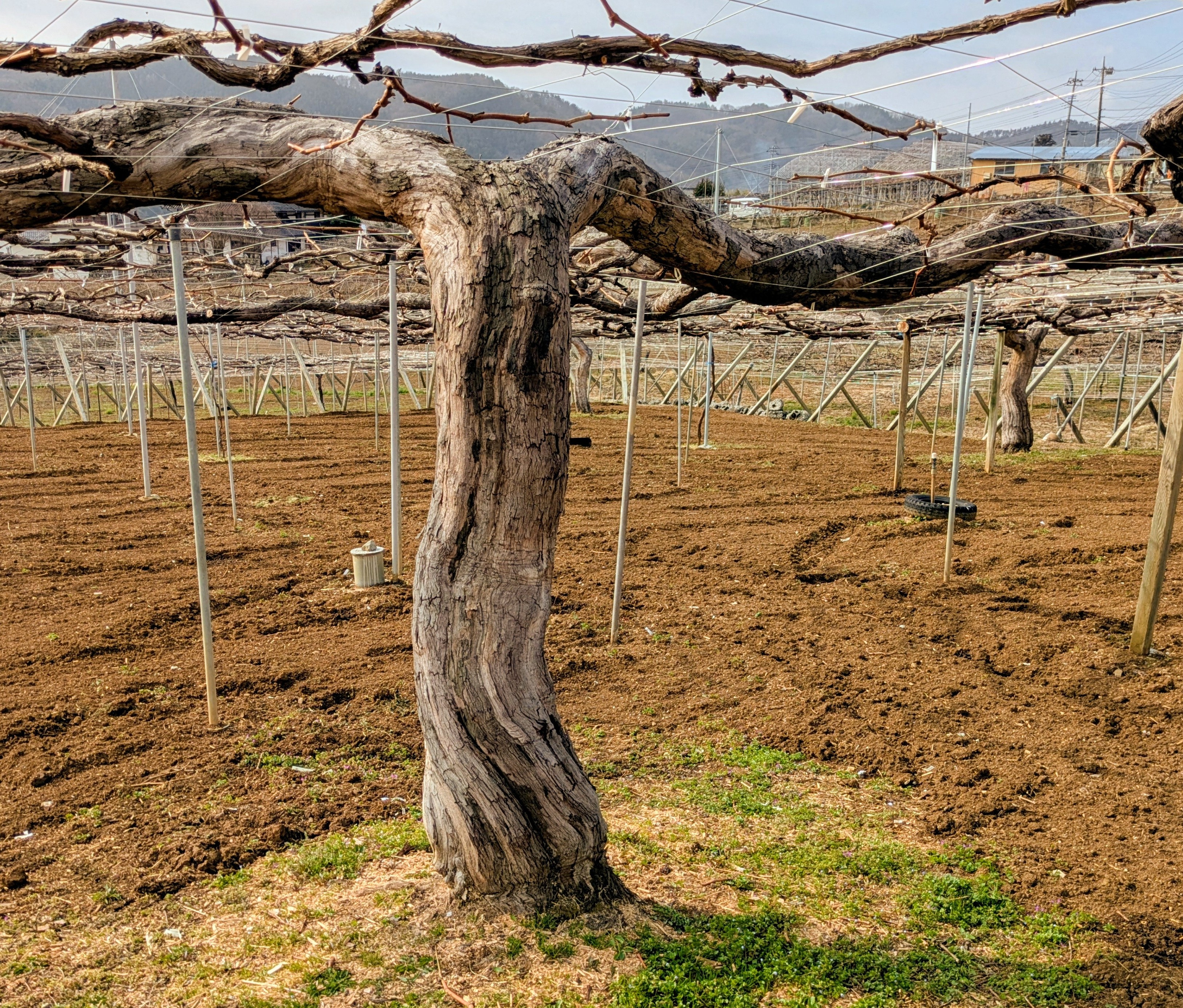 ブドウの木の粗皮剥き