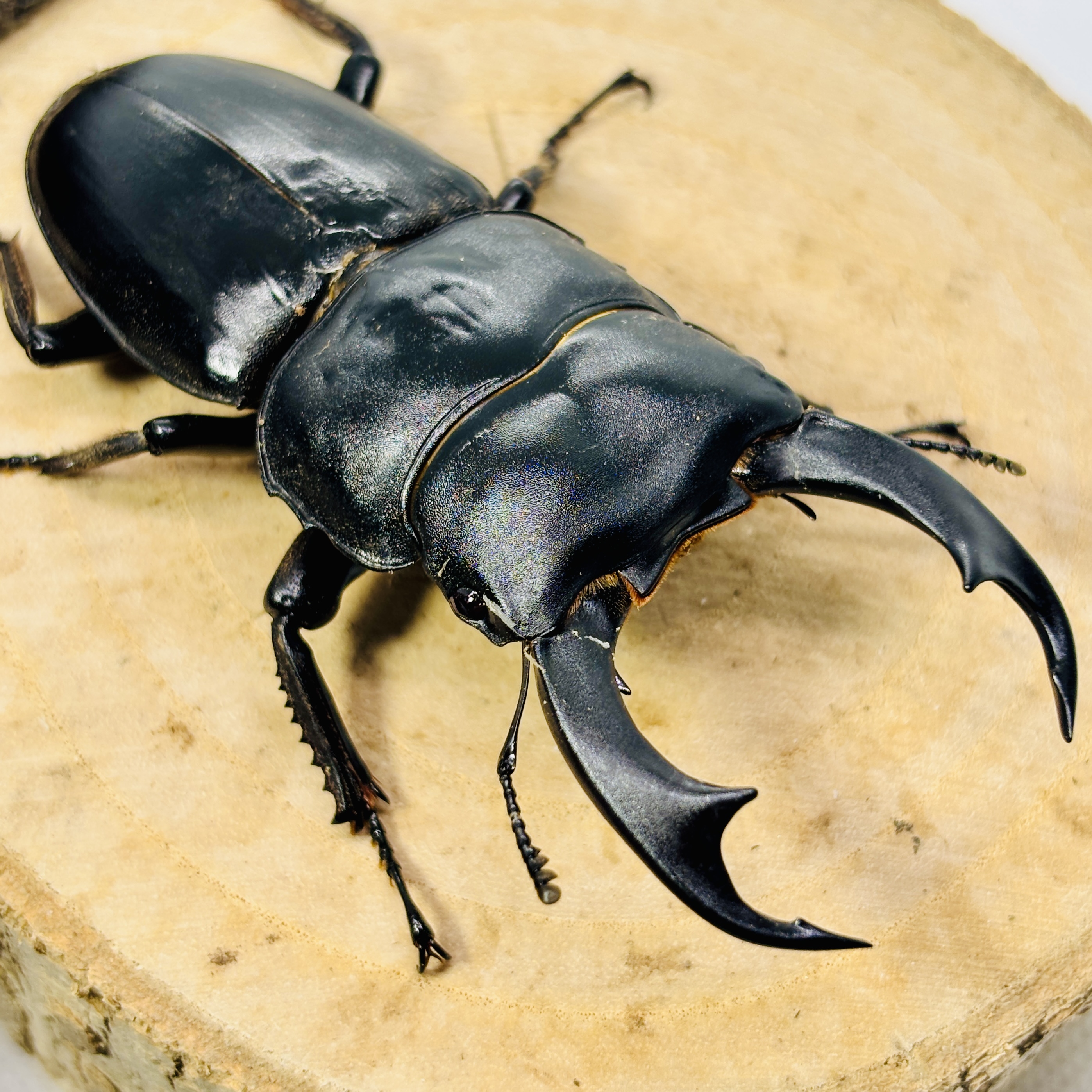 2026年度シーズン到来‼ シャンクリング大量羽化‼