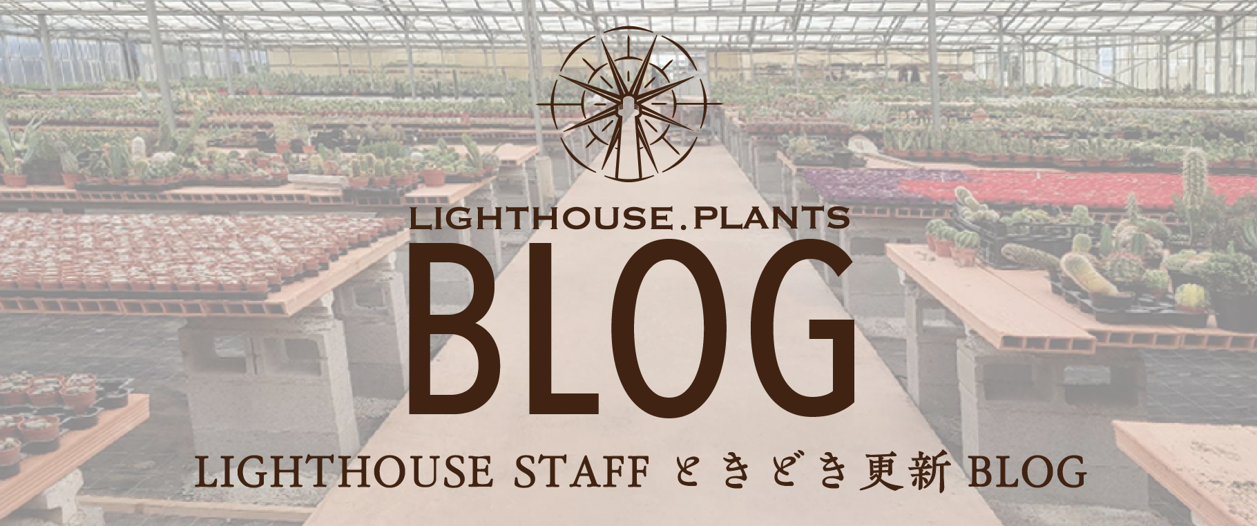 Lighthouse Plantsが扱う植物はビザールプランツ？？ #01