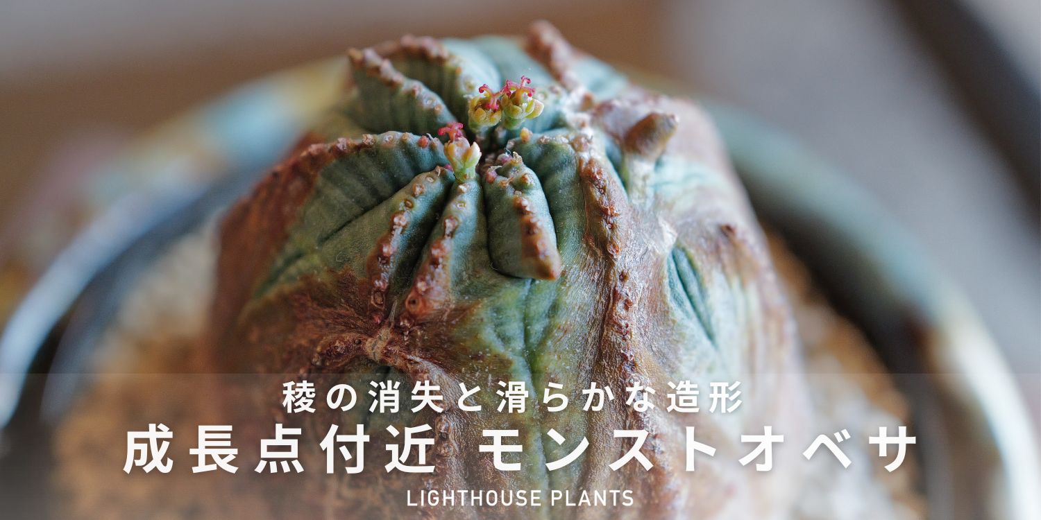 11.01.土曜.20時販売 / 稜の消失と滑らかな造形。成長点付近 モンスト オベサ