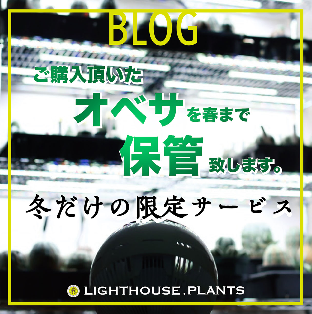 冬の育成が不安な方に朗報！春まで無償でオベサをお預かり致します！