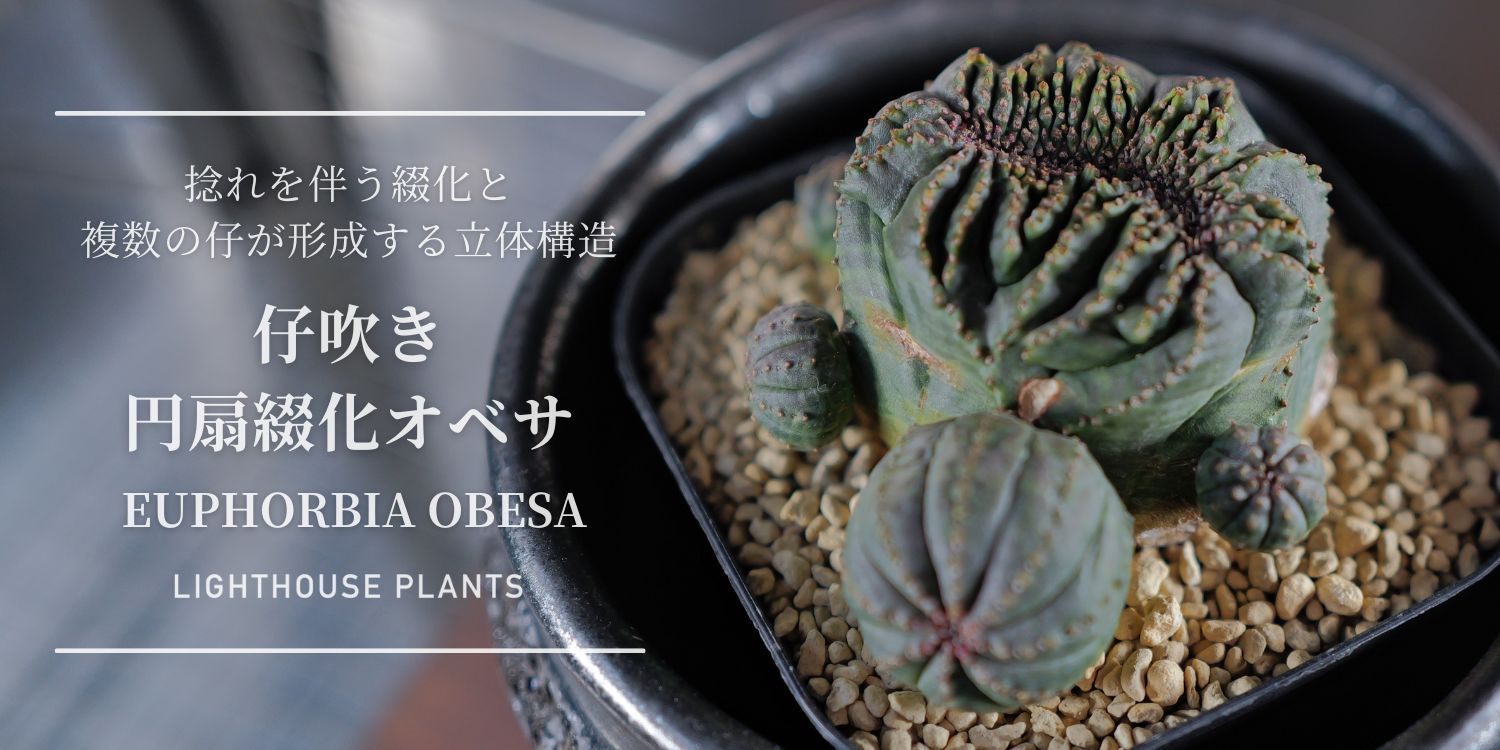 捻れを伴う綴化と、複数の仔が形成する立体構造 円扇綴化オベサ