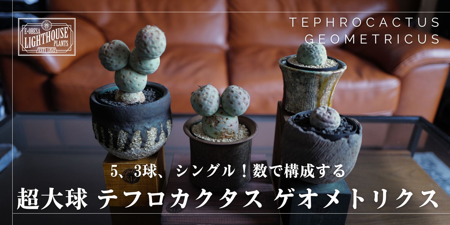 【5/2 土曜 20時 販売】5、3、1、球数で構成する超大玉 テフロカクタス ゲオメトリクス