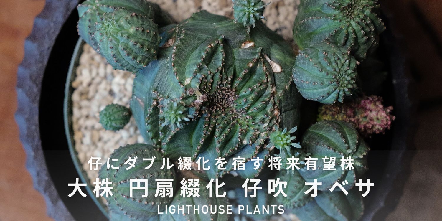 BLOG | LIGHTHOUSE.PLANTS - 海外実生株のオベサなど輸入植物を販売