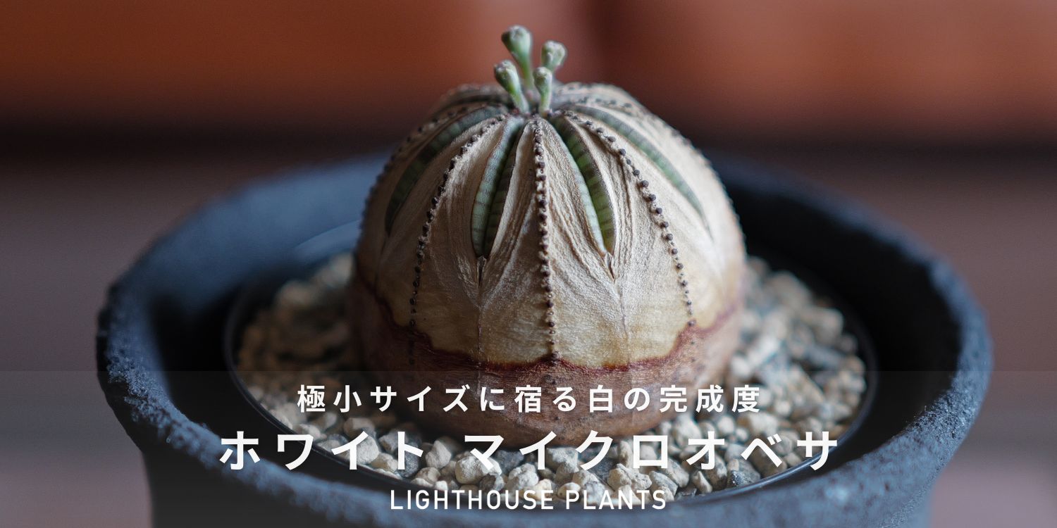 【5/2 土曜 20時販売】極小サイズに宿る白の完成度。ホワイト マイクロオベサ