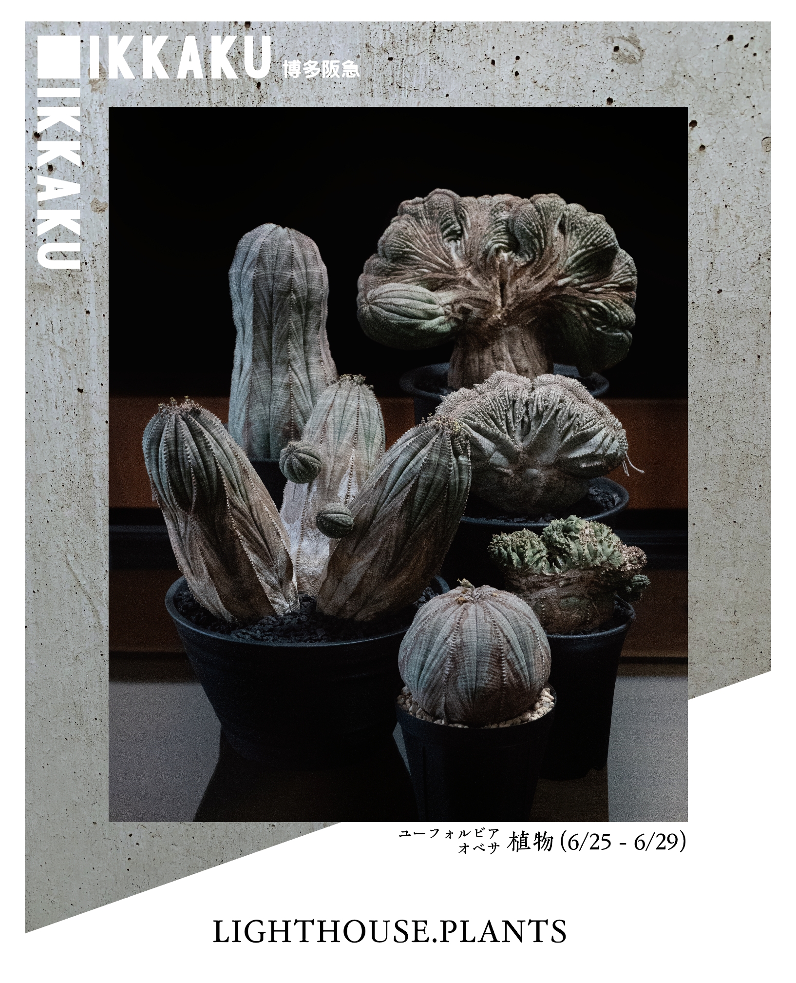 【IKKAKU VOL.2 IN 博多阪急】海外実生のオベサを扱うLIGHTHOUSE.PLANTS