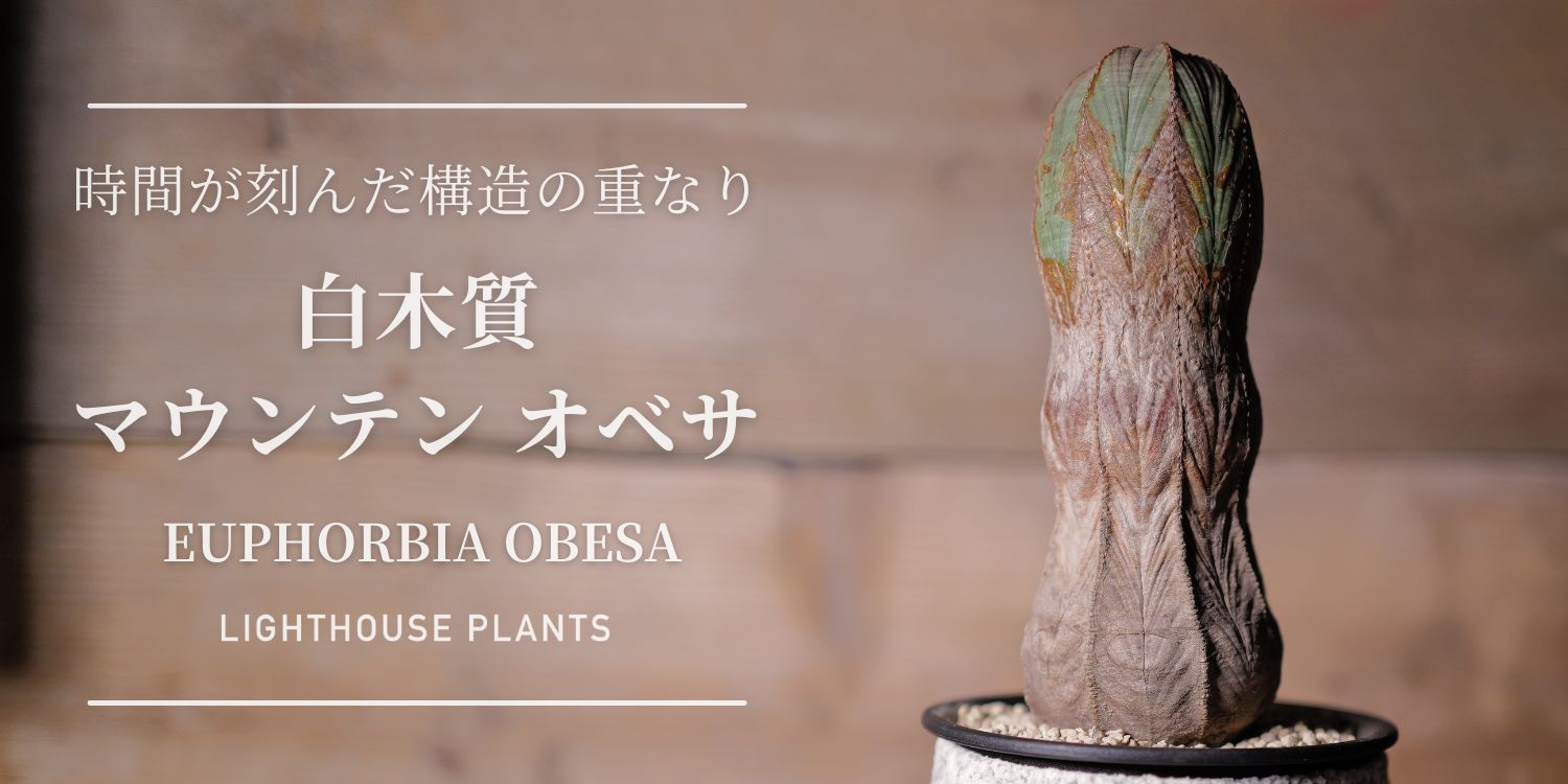 時間が刻んだ構造の重なり。白木質 マウンテン オベサ