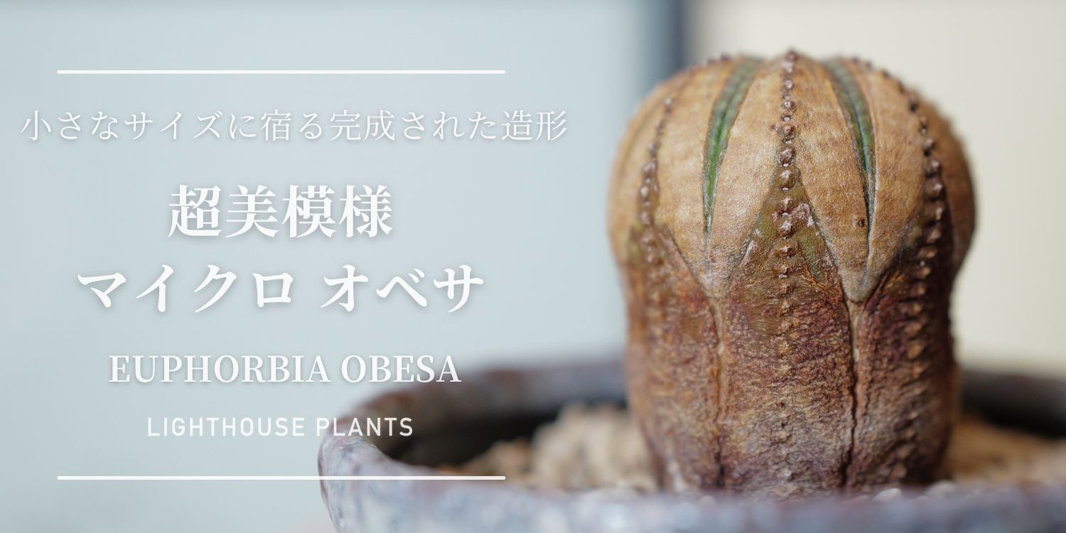 3.21.土曜 20時販売 / 小さなサイズに宿る完成された造形。超美模様 マイクロ オベサ