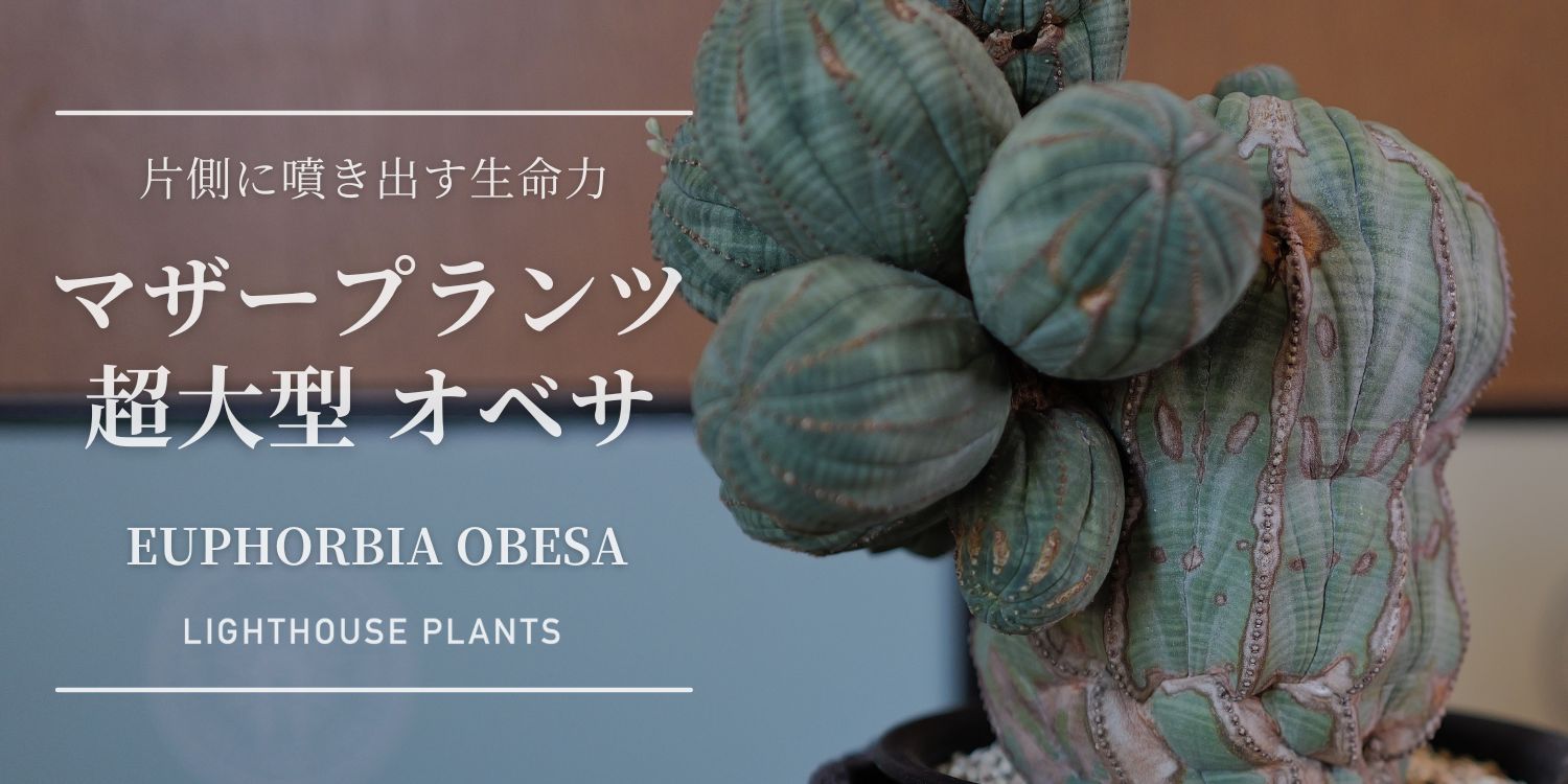 8/1 SAT 20:00 販売 / 片側に噴き出す生命力。ヴィンテージかつマザープランツなオベサ