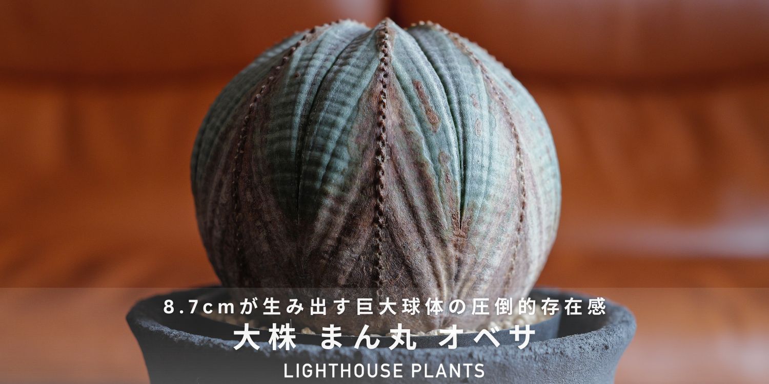 8.7cmが生み出す巨大球体の圧倒的存在感 大株 まん丸 オベサ